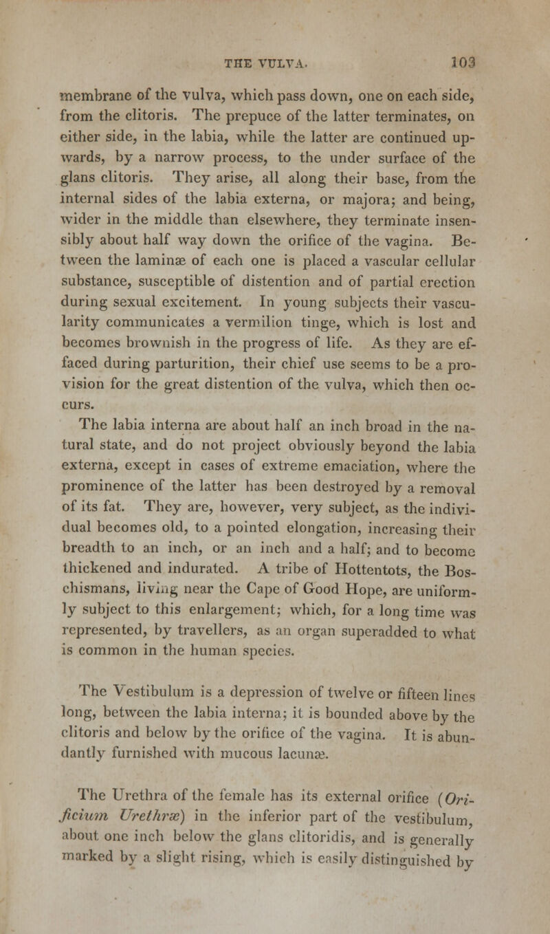 membrane of the vulva, which pass down, one on each side, from the clitoris. The prepuce of the latter terminates, on either side, in the labia, while the latter are continued up- wards, by a narrow process, to the under surface of the glans clitoris. They arise, all along their base, from the internal sides of the labia externa, or majora; and being, wider in the middle than elsewhere, they terminate insen- sibly about half way down the orifice of the vagina. Be- tween the laminae of each one is placed a vascular cellular substance, susceptible of distention and of partial erection during sexual excitement. In young subjects their vascu- larity communicates a vermilion tinge, which is lost and becomes brownish in the progress of life. As they are ef- faced during parturition, their chief use seems to be a pro- vision for the great distention of the vulva, which then oc- curs. The labia interna are about half an inch broad in the na- tural state, and do not project obviously beyond the labia externa, except in cases of extreme emaciation, where the prominence of the latter has been destroyed by a removal of its fat. They are, however, very subject, as the indivi- dual becomes old, to a pointed elongation, increasing their breadth to an inch, or an inch and a half; and to become thickened and indurated. A tribe of Hottentots, the Bos- chismans, living near the Cape of Good Hope, are uniform- ly subject to this enlargement; which, for a long time was represented, by travellers, as an organ superadded to what is common in the human species. The Vestibulum is a depression of twelve or fifteen lines long, between the labia interna; it is bounded above by the clitoris and below by the orifice of the vagina. It is abun- dantly furnished with mucous lacuna1. The Urethra of the female has its external orifice (Ori- ficium Urethras) in the inferior part of the vestibulum about one inch below the glans clitoridis, and is generally marked by a slight rising, which is easily distinguished by