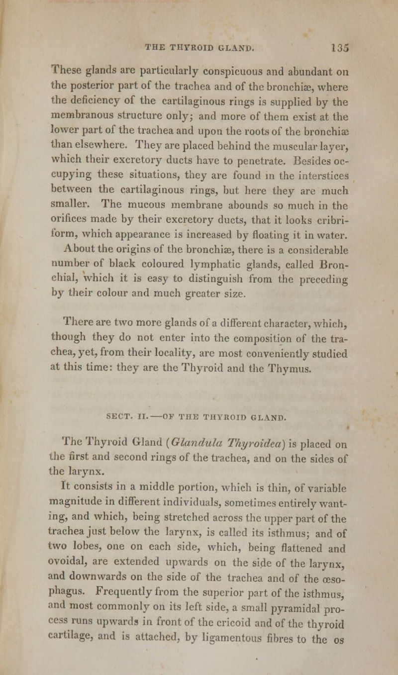 These glands are particularly conspicuous and abundant on the posterior part of the trachea and of the bronchia?, where the deficiency of the cartilaginous rings is supplied by the membranous structure only; and more of them exist at the lower part of the trachea and upon the roots of the bronchiae than elsewhere. They are placed behind the muscular layer, which their excretory ducts have to penetrate. Besides oc- cupying these situations, they are found in the interstices between the cartilaginous rings, but here they are much smaller. The mucous membrane abounds so much in the orifices made by their excretory ducts, that it looks cribri- form, which appearance is increased by floating it in water. About the origins of the bronchiae, there is a considerable number of black coloured lymphatic glands, called Bron- chial, which it is easy to distinguish from the preceding by their colour and much greater size. There are two more glands of a different character, which, though they do not enter into the composition of the tra- chea, yet, from their locality, are most conveniently studied at this time: they are the Thyroid and the Thymus. SECT. II. OF THE THYROID GLAND. The Thyroid Gland {Glandula Thyroidea) is placed on the first and second rings of the trachea, and on the sides of the larynx. It consists in a middle portion, which is thin, of variable magnitude in different individuals, sometimes entirely want- ing, and which, being stretched across the upper part of the trachea just below the larynx, is called its isthmus; and of two lobes, one on each side, which, being flattened and ovoidal, are extended upwards on the side of the larynx, and downwards on the side of the trachea and of the oeso- phagus. Frequently from the superior part of the isthmus, and most commonly on its left side, a small pyramidal pro- cess runs upwards in front of the cricoid and of the thyroid cartilage, and is attached, by ligamentous fibres to the os