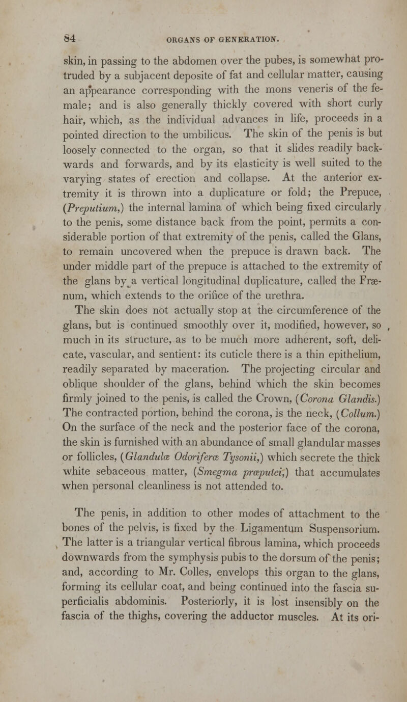 skin, in passing to the abdomen over the pubes, is somewhat pro- truded by a subjacent deposite of fat and cellular matter, causing an appearance corresponding with the mons veneris of the fe- male; and is also generally thickly covered with short curly hair, which, as the individual advances in life, proceeds in a pointed direction to the umbilicus. The skin of the penis is but loosely connected to the organ, so that it slides readily back- wards and forwards, and by its elasticity is well suited to the varying states of erection and collapse. At the anterior ex- tremity it is thrown into a duplicature or fold; the Prepuce, (Preputium,) the internal lamina of which being fixed circularly to the penis, some distance back from the point, permits a con- siderable portion of that extremity of the penis, called the Glans, to remain uncovered when the prepuce is drawn back. The under middle part of the prepuce is attached to the extremity of the glans by^a vertical longitudinal duplicature, called the Frae- num, which extends to the orifice of the urethra. The skin does not actually stop at the circumference of the glans, but is continued smoothly over it, modified, however, so much in its structure, as to be much more adherent, soft, deli- cate, vascular, and sentient: its cuticle there is a thin epithelium, readily separated by maceration. The projecting circular and oblique shoulder of the glans, behind which the skin becomes firmly joined to the penis, is called the Crown, {Corona Glandis.) The contracted portion, behind the corona, is the neck, (Collum.) On the surface of the neck and the posterior face of the corona, the skin is furnished with an abundance of small glandular masses or follicles, {Glanduh Odoriferm Tyso?iii,) which secrete the thick white sebaceous matter, {Smegma prceputei,) that accumulates when personal cleanliness is not attended to. The penis, in addition to other modes of attachment to the bones of the pelvis, is fixed by the Ligamentum Suspensorium. The latter is a triangular vertical fibrous lamina, which proceeds downwards from the symphysis pubis to the dorsum of the penis; and, according to Mr. Colles, envelops this organ to the glans, forming its cellular coat, and being continued into the fascia su- perficialis abdominis. Posteriorly, it is lost insensibly on the fascia of the thighs, covering the adductor muscles. At its ori-