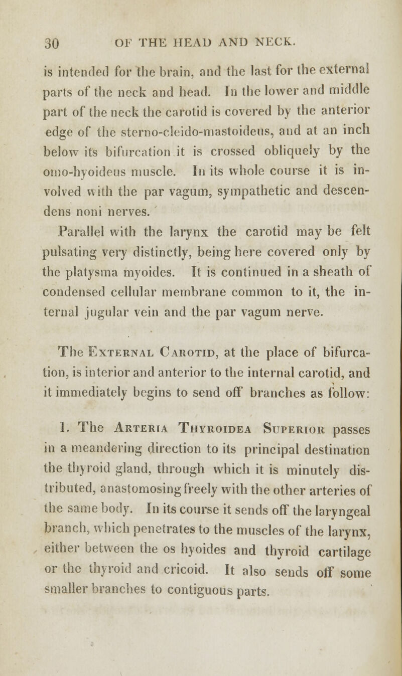 is intended for the brain, and the last for the external parts of the neck and head. In the lower and middle part of the neck the carotid is covered by the anterior edge of the sterno-cleido-mastoideus, and at an inch below its bifurcation it is crossed obliquely by the oino-hyoideus muscle. In its whole course it is in- volved with the par vagum, sympathetic and descen- dens noni nerves. Parallel with the larynx the carotid may be felt pulsating very distinctly, being here covered only by the platysma myoides. It is continued in a sheath of condensed cellular membrane common to it, the in- ternal jugular vein and the par vagum nerve. The External Carotid, at the place of bifurca- tion, is interior and anterior to the internal carotid, and it immediately begins to send off branches as follow: 1. The Arteria Thyroidea Superior passes in a meandering direction to its principal destination the thyroid gland, through which it is minutely dis- tributed, anastomosing freely with the other arteries of the same body. In its course it sends off the laryngeal branch, which penetrates to the muscles of the larynx, either between the os hyoides and thyroid cartilage or the thyroid and cricoid. It also sends off some smaller branches to contiguous parts.