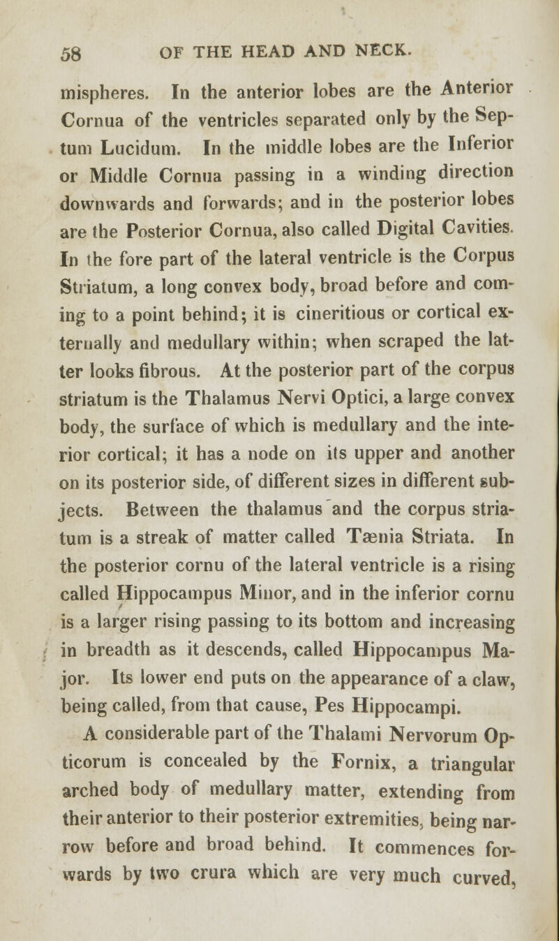 mispheres. In the anterior lobes are the Anterior Cornua of the ventricles separated only by the Sep- tum Lucidum. In the middle lobes are the Inferior or Middle Cornua passing in a winding direction downwards and forwards; and in the posterior lobes are the Posterior Cornua, also called Digital Cavities. In the fore part of the lateral ventricle is the Corpus Striatum, a long convex body, broad before and com- ing to a point behind; it is cineritious or cortical ex- ternally and medullary within; when scraped the lat- ter looks fibrous. At the posterior part of the corpus striatum is the Thalamus Nervi Optici, a large convex body, the surface of which is medullary and the inte- rior cortical; it has a node on its upper and another on its posterior side, of different sizes in different sub- jects. Between the thalamus and the corpus stria- tum is a streak of matter called Taenia Striata. In the posterior cornu of the lateral ventricle is a rising called Hippocampus Minor, and in the inferior cornu is a larger rising passing to its bottom and increasing in breadth as it descends, called Hippocampus Ma- jor. Its lower end puts on the appearance of a claw, being called, from that cause, Pes Hippocampi. A considerable part of the Thalami Nervorum Op- ticorum is concealed by the Fornix, a triangular arched body of medullary matter, extending from their anterior to their posterior extremities, being nar- row before and broad behind. It commences for- wards by two crura which are very much curved,