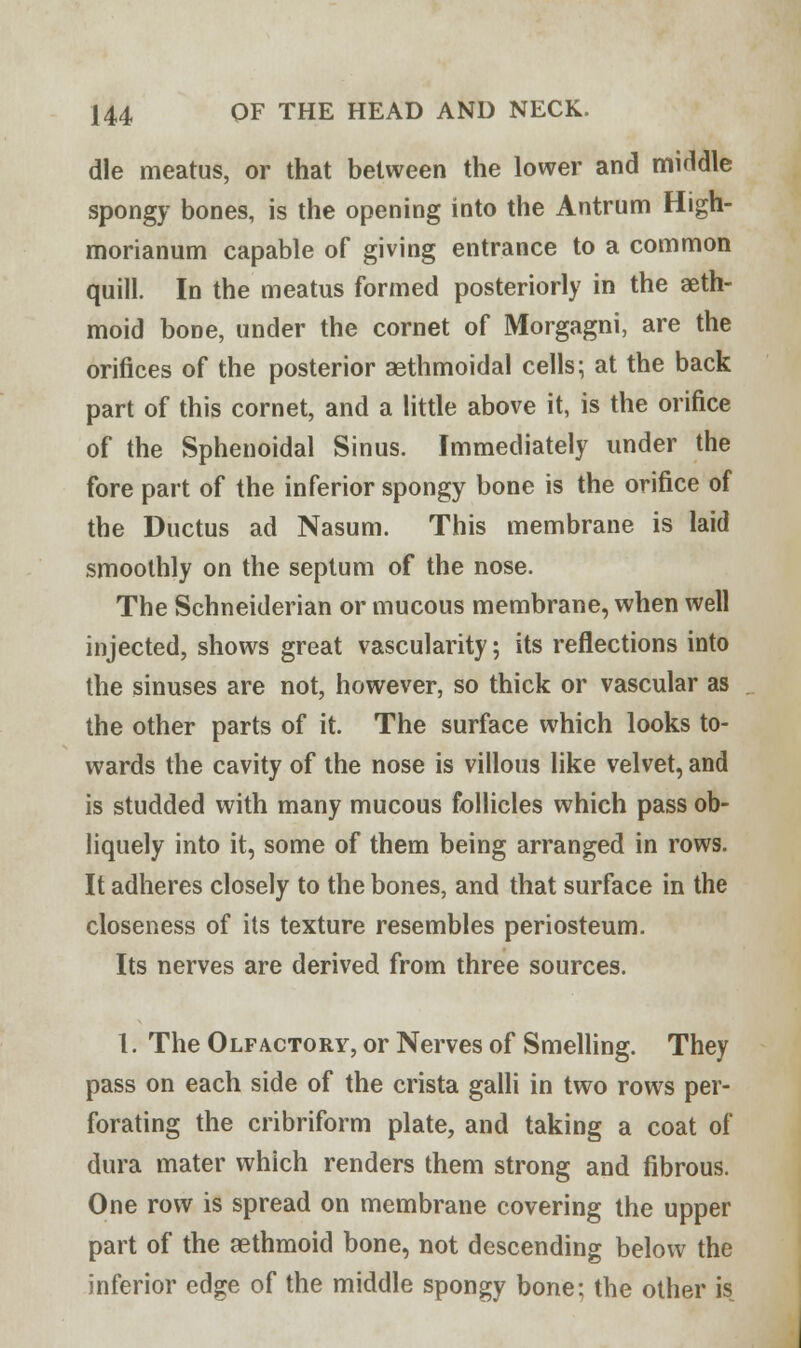 die meatus, or that between the lower and middle spongy bones, is the opening into the Antrum High- morianum capable of giving entrance to a common quill. In the meatus formed posteriorly in the seth- moid bone, under the cornet of Morgagni, are the orifices of the posterior aethmoidal cells; at the back part of this cornet, and a little above it, is the orifice of the Sphenoidal Sinus. Immediately under the fore part of the inferior spongy bone is the orifice of the Ductus ad Nasum. This membrane is laid smoothly on the septum of the nose. The Schneiderian or mucous membrane, when well injected, shows great vascularity; its reflections into the sinuses are not, however, so thick or vascular as the other parts of it. The surface which looks to- wards the cavity of the nose is villous like velvet, and is studded with many mucous follicles which pass ob- liquely into it, some of them being arranged in rows. It adheres closely to the bones, and that surface in the closeness of its texture resembles periosteum. Its nerves are derived from three sources. 1. The Olfactory, or Nerves of Smelling. They pass on each side of the crista galli in two rows per- forating the cribriform plate, and taking a coat of dura mater which renders them strong and fibrous. One row is spread on membrane covering the upper part of the aethmoid bone, not descending below the inferior edge of the middle spongy bone; the other is
