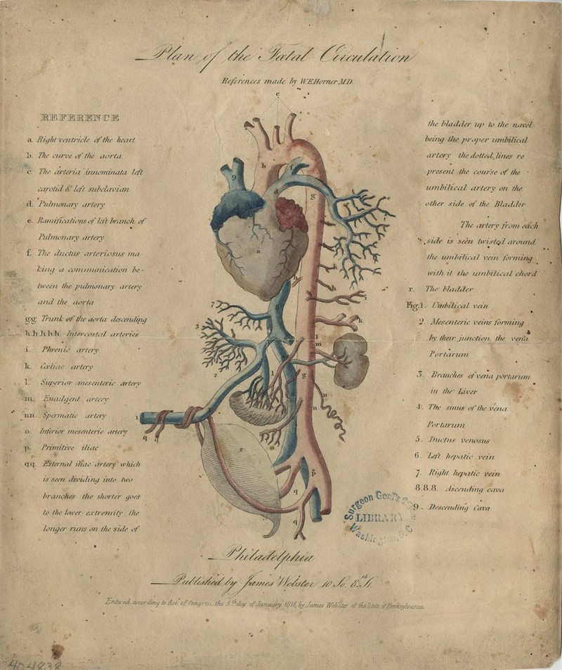 a. Right ventricle of ike heart 1>. The curve of the aorta c. T/it' arteria ' inrwminata left < < ti\ *tuI A' left- stf/h i,n 'itm A. Pulmonary artery e. II inriii, v///', >ns,if' left br,inch o, Fubnonary artery i. 1'lie ductus arteriosus ma- king ,i cpnzinurucation he tween the pulmonary artery and the aorta £>:g: 'Jhinl of flit- aorta descending h Ji.ii.bli. Intercostal arterites i. Phrenic artery \. Coeliac artery 1. Superior mesenteric artery m. Enuilgent arterv i mi. spermatic artery x o. Inferior mesenteric artery p. Primitive iliac q\q. Rrtanal iliac artery which is seen dividing into two branches the shorter goes to the loioer eatremifr the longer runs on the side of ///f t ^a/^/ f //sYf/Vf/ff, References male by WEJJornerMD. ;Gc/:/'> the bladder up lo the navel being the proper irnibilic<il artery the dotted lines re present the course of the umbilical artery on (he other side of the Bladder The artery from each ''.sale 7s seen twisted, around the iinibilic<ii vein forming with it the umbilical chord i\ The blalfler Tip.]. Umbilical vein ° » '2. Mesenteric veins forming by their junction the I'ena Fortarum 3. Branches of vena portarinn in the- Liver 4. The sinus of the vena Fortarum 5. Dm 'tits i -en< >S7is 6. left hepatic vein ]. Right hep, i tie vein 8.8.8. dsceiidhhi cava IBIl, P . Descending Cava ^j/y///ca/e'e//u Z////,:j '//e'rif/fe;/ YtfJ*. f^//. Ertiv-U^aa^htAsJ-ofrorujr^.tf , fJan^teiZbyJamzsWebiterofifoS