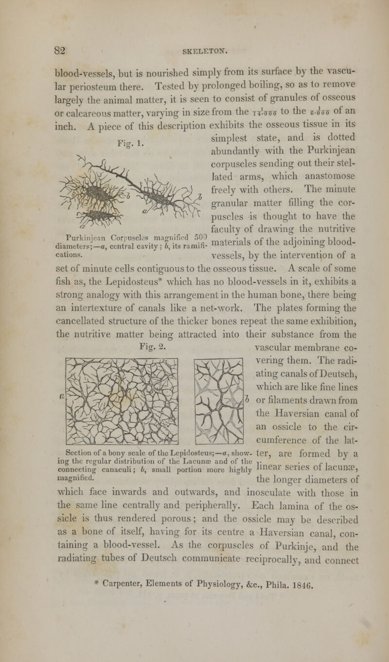 blood-vessels, but is nourished simply from its surface by the vascu- lar periosteum there. Tested by prolonged boiling, so as to remove largely the animal matter, it is seen to consist of granules of osseous or calcareous matter, varying in size from the tjW to the *•«} <nr of an inch. A piece of this description exhibits the osseous tissue in its simplest state, and is dotted abundantly with the Purkinjean corpuscles sending out their stel- lated arms, which anastomose freely with others. The minute granular matter filling the cor- puscles is thought to have the faculty of drawing the nutritive Purkinjean Corpuscles magnified 500 , • i f ,i„ -i- • • t i n diameters;-*, central cavity : b, its ramifi- materials of the adjoining bbod- cations. vessels, by the intervention of a set of minute cells contiguous to the osseous tissue. A scale of some fish as, the Lepidosteus* which has no blood-vessels in it, exhibits a strong analogy with this arrangement in the human bone, there being an intertexture of canals like a net-work. The plates forming the cancellated structure of the thicker bones repeat the same exhibition, the nutritive matter being attracted into their substance from the Fig. 2. vascular membrane co- vering them. The radi- ating canals of Deutsch, which are like fine lines or filaments drawn from the Haversian canal of an ossicle to the cir- cumference of the lat- Section of a bony scale of the Lepidosteus;—a, show- ter, are formed by a ing the regular distribution of the Lacunce and of the -,- . „, connecting canaculi; b, small portion more highly *ineai Series Ot lacuna?, magnified. the longer diameters of which face inwards and outwards, and inosculate with those in the same line centrally and peripherally. Each lamina of the os- sicle is thus rendered porous; and the ossicle may be described as a bone of itself, having for its centre a Haversian canal, con- taining a blood-vessel. As the corpuscles of Purkinje, and the radiating tubes of Deutsch communicate reciprocally, and connect * Carpenter, Elements of Physiology, &c, Phila. 1846.