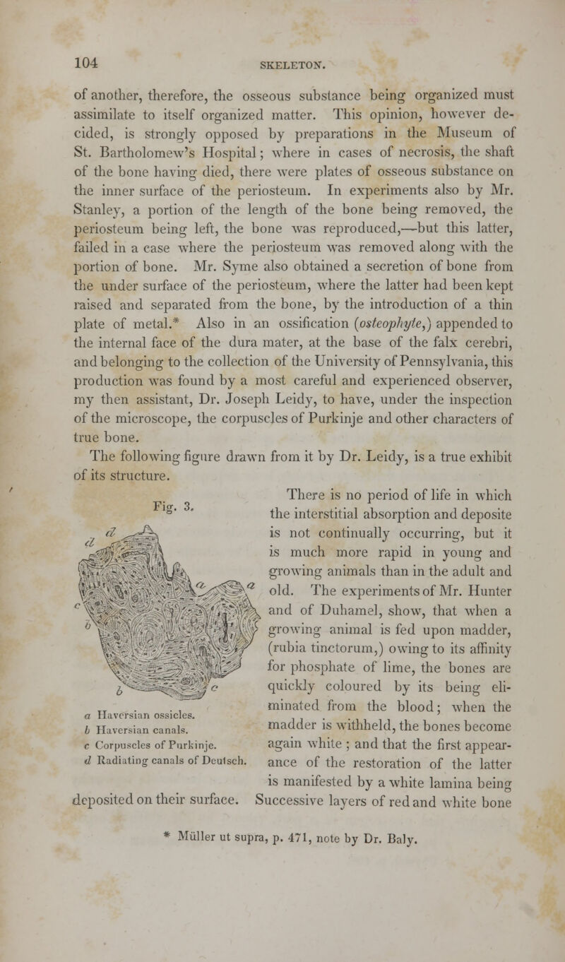 of another, therefore, the osseous substance being organized must assimilate to itself organized matter. This opinion, however de- cided, is strongly opposed by preparations in the Museum of St. Bartholomew's Hospital; where in cases of necrosis, the shaft of the bone having died, there were plates of osseous substance on the inner surface of the periosteum. In experiments also by Mr. Stanley, a portion of the length of the bone being removed, the periosteum being left, the bone was reproduced,—but this latter, failed in a case where the periosteum was removed along with the portion of bone. Mr. Syme also obtained a secretion of bone from the under surface of the periosteum, where the latter had been kept raised and separated from the bone, by the introduction of a thin plate of metal.* Also in an ossification [osteophyte,) appended to the internal face of the dura mater, at the base of the falx cerebri, and belonging to the collection of the University of Pennsylvania, this production was found by a most careful and experienced observer, my then assistant, Dr. Joseph Leidy, to have, under the inspection of the microscope, the corpuscles of Purkinje and other characters of true bone. The following figure drawn from it by Dr. Leidy, is a true exhibit of its structure. There is no period of life in which the interstitial absorption and deposite is not continually occurring, but it is much more rapid in young and growing animals than in the adult and old. The experiments of Mr. Hunter and of Duhamel, show, that when a growing animal is fed upon madder, (rubia tinctorum,) owing to its affinity for phosphate of lime, the bones are quickly coloured by its being eli- minated from the blood; when the madder is withheld, the bones become again white ; and that the first appear- ance of the restoration of the latter is manifested by a white lamina being Successive layers of red and white bone Fig. 3. a Haversian ossicles. b Haversian canals. c Corpuscles of Purkinje. d Radiating- canals of Dculsch. deposited on their surface. Muller ut supra, p. 471, note by Dr. Baly.