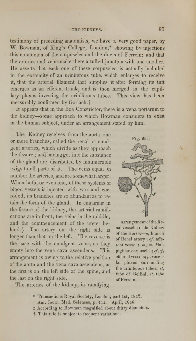 testimony of preceding anatomists, we have a very good paper, by W. Bowman, of King's College, London,* showing by injections this connexion of the corpuscles and the ducts of Ferrein; and that the arteries and veins make there a tufted junction with one another. He asserts that each one of these corpuscles is actually included in the extremity of an uriniferous tube, which enlarges to receive it, that the arterial filament that supplies it after forming its tuft emerges as an efferent trunk, and is then merged in the capil- lary plexus investing the uriniferous tubes. This view has been measurably confirmed by Gorlach.f It appears that in the Boa Constrictor, there is a vena portarum to the kidney—some approach to which Bowman considers to exist in the human subject, under an arrangement stated by him. The Kidney receives from the aorta one or more branches, called the renal or emul- gent arteries, which divide as they approach the fissure ; and having got into the substance of the gland are distributed by innumerable twigs to all parts of it. The veins equal in number the arteries, and are somewhat larger. When both, or even one, of these systems of blood vessels is injected with wax and cor- roded, its branches are so abundant as to re- tain the form of the gland. In engaging in the fissure of the kidney, the arterial ramifi-^ cations are in front, the veins in the middle, and the commencement of the ureter be- hind^ The artery on the right side is longer than that on the left. The reverse is the case with the emulgent veins, as they empty into the vena cava ascendens. This arrangement is owing to the relative position of the aorta and the vena cava aseendens, as the first is on the left side of the spine, and the last on the right side. The arteries of the kidney, in ramifying Fig. 294 Arrangement of the Re- nal vessels; in the Kidney of the Horse:—a, branch of Renal artery ; af, affe- rent vessel ; m, m, Mal- pighian corpuscles; ef, ef, efferent vessel s;p, vascu- lar plexus surrounding the uriniferous tubes; st, tube of Bellini, ct, tube of Ferrein. * Transactions Royal Society, London, part 1st, 1842. f Am. Journ. Med. Sciences, p. 442. April, 1846. X According to Bowman magnified about thirty diameters. § This rule is subject to frequent variations.