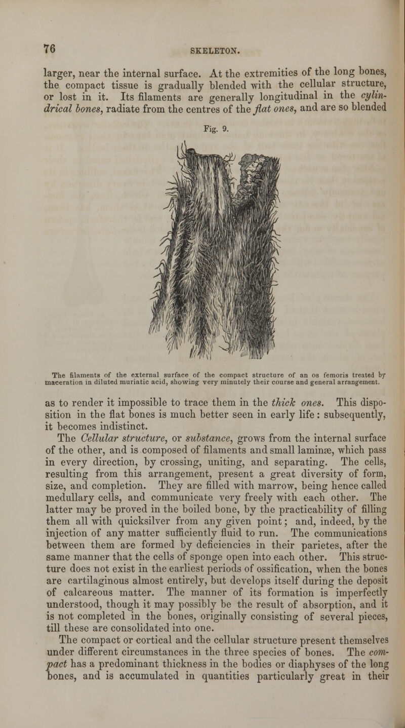 larger, near the internal surface. At the extremities of the long bones, the compact tissue is gradually blended with the cellular structure, or lost in it. Its filaments are generally longitudinal in the cylin- drical bones, radiate from the centres of the flat ones, and are so blended Fig. 9. The filaments of the external surface of the compact structure of an os femoris treated by maceration in diluted muriatic acid, showing very minutely their course and general arrangement. as to render it impossible to trace them in the thick ones. This dispo- sition in the flat bones is much better seen in early life: subsequently, it becomes indistinct. The Cellular structure, or substance, grows from the internal surface of the other, and is composed of filaments and small laminae, which pass in every direction, by crossing, uniting, and separating. The cells, resulting from this arrangement, present a great diversity of form, size, and completion. They are filled with marrow, being hence called medullary cells, and communicate very freely with each other. The latter may be proved in the boiled bone, by the practicability of filling them all with quicksilver from any given point; and, indeed, by the injection of any matter sufficiently fluid to run. The communications between them are formed by deficiencies in their parietes, after the same manner that the cells of sponge open into each other. This struc- ture does not exist in the earliest periods of ossification, when the bones are cartilaginous almost entirely, but develops itself during the deposit of calcareous matter. The manner of its formation is imperfectly understood, though it may possibly be the result of absorption, and it is not completed in the bones, originally consisting of several pieces, till these are consolidated into one. The compact or cortical and the cellular structure present themselves under different circumstances in the three species of bones. The com- pact has a predominant thickness in the bodies or diaphyses of the long bones, and is accumulated in quantities particularly great in their