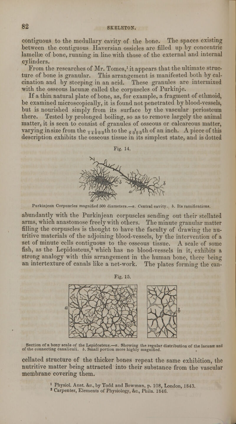 contiguous to the medullary cavity of the bone. The spaces existing between the contiguous Haversian ossicles are filled up by concentric lamellse of bone, running in line with those of the external and internal cylinders. From the researches of Mr. Tomes,1 it appears that the ultimate struc- ture of bone is granular. This arrangement is manifested both by cal- cination and by steeping in an acid. These granules are intermixed with the osseous lacunae called the corpuscles of Purkinje. If a thin natural plate of bone, as, for example, a fragment of ethmoid, be examined microscopically, it is found not penetrated by blood-vessels, but is nourished simply from its surface by the vascular periosteum there. Tested by prolonged boiling, so as to remove largely the animal matter, it is seen to consist of granules of osseous or calcareous matter, varying in size from the y^i^thto the g o'o^^ °f an mcn- A piece of this description exhibits the osseous tissue in its simplest state, and is dotted Fig. 14. Purkinjean Corpuscles magnified 500 diameters.—a. Central cavity, b. Its ramifications. abundantly with the Purkinjean corpuscles sending out their stellated arms, which anastomose freely with others. The minute granular matter filling the corpuscles is thought to have the faculty of drawing the nu- tritive materials of the adjoining blood-vessels, by the intervention of a set of minute cells contiguous to the osseous tissue. A scale of some fish, as the Lepidosteus,2 which has no blood-vessels in it, exhibits a strong analogy with this arrangement in the human bone, there being an intertexture of canals like a net-work. The plates forming the can- Fig. 15. Section of a bony scale of the Lepidosteus.—a. Showing the regular distribution of the lacunae and of the connecting canaliculi. b. Small portion more highly magnified. cellated structure of the thicker bones repeat the same exhibition, the nutritive matter being attracted into their substance from the vascular membrane covering them. 1 Physiol. Anat. &c, by Todd and Bowman, p. 108, London, 1843. 2 Carpenter, Elements of Physiology, &c, Phila. 1846.