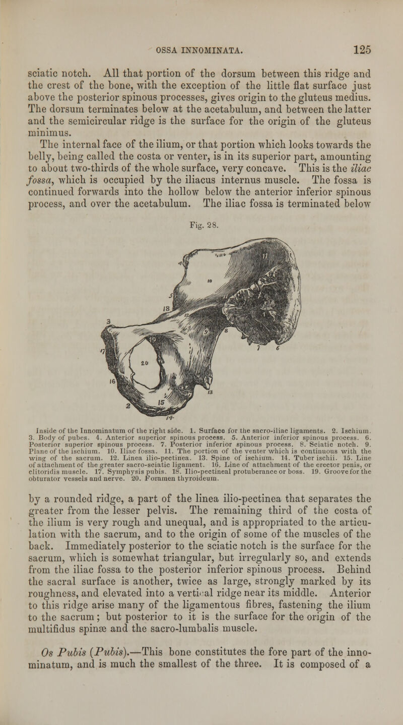 sciatic notch. All that portion of the dorsum between this ridge and the crest of the bone, with the exception of the little flat surface just above the posterior spinous processes, gives origin to the gluteus medius. The dorsum terminates below at the acetabulum, and between the latter and the semicircular ridge is the surface for the origin of the gluteus minimus. The internal face of the ilium, or that portion which looks towards the belly, being called the costa or venter, is in its superior part, amounting to about two-thirds of the whole surface, very concave. This is the iliac fossa, which is occupied by the iliacus internus muscle. The fossa is continued forwards into the hollow below the anterior inferior spinous process, and over the acetabulum. The iliac fossa is terminated below Fig. 28. Inside of the Innominatum of the right side. 1. Surface for the sacro-iliae ligaments. 2. Ischium. 3. Body of pubes. 4. Anterior superior spinous proceBS. 5. Anterior inferior spinous process. 6. Posterior superior spinous process. 7. Posterior inferior spinous process. 8. Sciatic notch. 9. Plane of the ischium. 10. Iliac fossa. 11. The portion of the venter which is continuous with the win<r of the sacrum. 12. Linea ilio-pectinea. 13. Spine of ischium. 14. Tuber ischii. 15. Line of attachment of the greater sacro-sciatic ligament. 16. Line of attachment of the erector penis, or clitoridis muscle. 17. Symphysis pubis. 18. Ilio-pectineal protuberance or boss. 19. Grooveforthe obturator vessels and nerve. 20. Foramen thyroideura. by a rounded ridge, a part of the linea ilio-pectinea that separates the greater from the lesser pelvis. The remaining third of the costa of the ilium is very rough and unequal, and is appropriated to the articu- lation with the sacrum, and to the origin of some of the muscles of the back. Immediately posterior to the sciatic notch is the surface for the sacrum, which is somewhat triangular, but irregularly so, and extends from the iliac fossa to the posterior inferior spinous process. Behind the sacral surface is another, twice as large, strongly marked by its roughness, and elevated into a vertical ridge near its middle. Anterior to this ridge arise many of the ligamentous fibres, fastening the ilium to the sacrum; but posterior to it is the surface for the origin of the multifidus spinse and the sacro-lumbalis muscle. Os Pubis (Pubis).—This bone constitutes the fore part of the inno- minatum, and is much the smallest of the three. It is composed of a