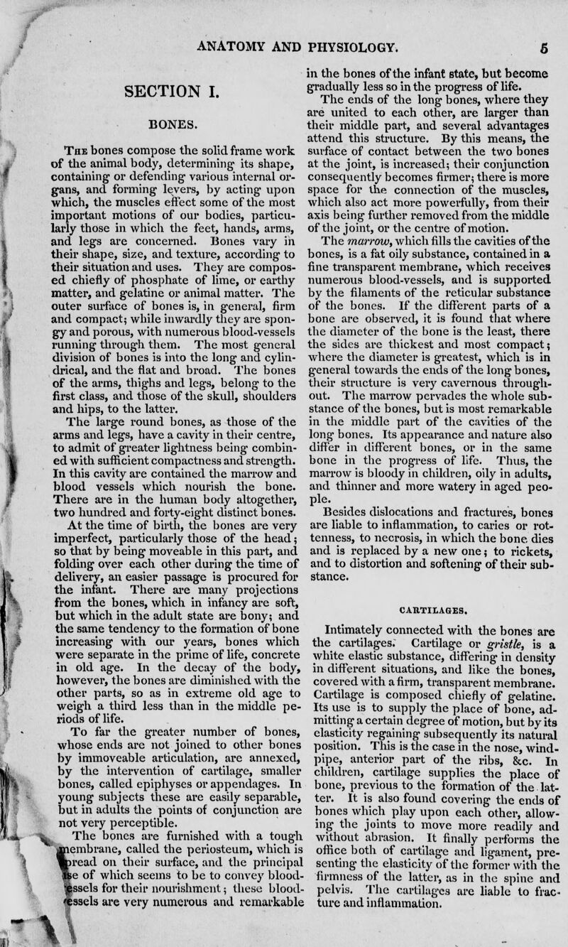 \ SECTION I. BONES. The bones compose the solid frame work of the animal body, determining- its shape, containing or defending various internal or- gans, and forming levers, by acting upon which, the muscles effect some of the most important motions of our bodies, particu- larly those in which the feet, hands, arms, and legs are concerned. Bones vary in their shape, size, and texture, according to their situation and uses. They are compos- ed chiefly of phosphate of lime, or earthy matter, and gelatine or animal matter. The outer surface of bones is, in general, firm and compact; while inwardly they are spon- gy and porous, with numerous blood-vessels running through them. The most general division of bones is into the long and cylin- drical, and the flat and broad. The bones of the arms, thighs and legs, belong to the first class, and those of the skull, shoulders and hips, to the latter. The large round bones, as those of the arms and legs, have a cavity in their centre, to admit of greater lightness being combin- ed with sufficient compactness and strength. In this cavity are contained the marrow and blood vessels which nourish the bone. There are in the human body altogether, two hundred and forty-eight distinct bones. At the time of birth, the bones are very imperfect, particularly those of the head; so that by being moveable in this part, and folding over each other during the time of delivery, an easier passage is procured for the infant. There are many projections from the bones, which in infancy are soft, but which in the adult state are bony; and the same tendency to the formation of bone increasing with our years, bones which were separate in the prime of life, concrete in old age. In the decay of the body, however, the bones are diminished with the other parts, so as in extreme old age to weigh a third less than in the middle pe- riods of life. To far the greater number of bones, whose ends are not joined to other bones by immoveable articulation, are annexed, by the intervention of cartilage, smaller bones, called epiphyses or appendages. In young subjects these are easily separable, but in adults the points of conjunction are not very perceptible. The bones are furnished with a tough ! —lembrane, called the periosteum, which is tread on their surface, and the principal se of which seems to be to convey blood- jssels for their nourishment; these blood- :ssels are very numerous and remarkable in the bones of the infant Btate, but become gradually less so in the progress of life. The ends of the long bones, where they are united to each other, are larger than their middle part, and several advantages attend this structure. By this means, the surface of contact between the two bones at the joint, is increased; their conjunction consequently becomes firmer; there is more space for the connection of the muscles, which also act more powerfully, from their axis being further removed from tiie middle of the joint, or the centre of motion. The marrow, which fills the cavities of the bones, is a fat oily substance, contained in a fine transparent membrane, which receives numerous blood-vessels, and is supported by the filaments of the reticular substance of the bones. If the different parts of a bone are observed, it is found that where the diameter of the bone is the least, there the sides are thickest and most compact; where the diameter is greatest, which is in general towards the ends of the long bones, their structure is very cavernous through- out. The marrow pervades the whole sub- stance of the bones, but is most remarkable in the middle part of the cavities of the long bones. Its appearance and nature also differ in different bones, or in the same bone in the progress of life. Thus, the marrow is bloody in children, oily in adults, and thinner and more watery in aged peo- ple. Besides dislocations and fractures, bones are liable to inflammation, to caries or rot- tenness, to necrosis, in which the bone, dies and is replaced by a new one; to rickets, and to distortion and softening of their sub- stance. CARTILAGES. Intimately connected with the bones are the cartilages. Cartilage or gristle, is a white elastic substance, differing in density in different situations, and like the bones, covered with a firm, transparent membrane. Cartilage is composed chiefly of gelatine. Its use is to supply the place of bone, ad- mitting a certain degree of motion, but by its elasticity regaining subsequently its natural position. This is the case in the nose, wind- pipe, anterior part of the ribs, &c. In children, cartilage supplies the place of bone, previous to the formation of the lat- ter. It is also found covering the ends of bones which play upon each other, allow- ing the joints to move more readily and without abrasion. It finally performs the office both of cartilage and ligament, pre- senting the elasticity of the former with the firmness of the latter, as in the spine and pelvis. The cartilages are liable to frac- ture and inflammation.