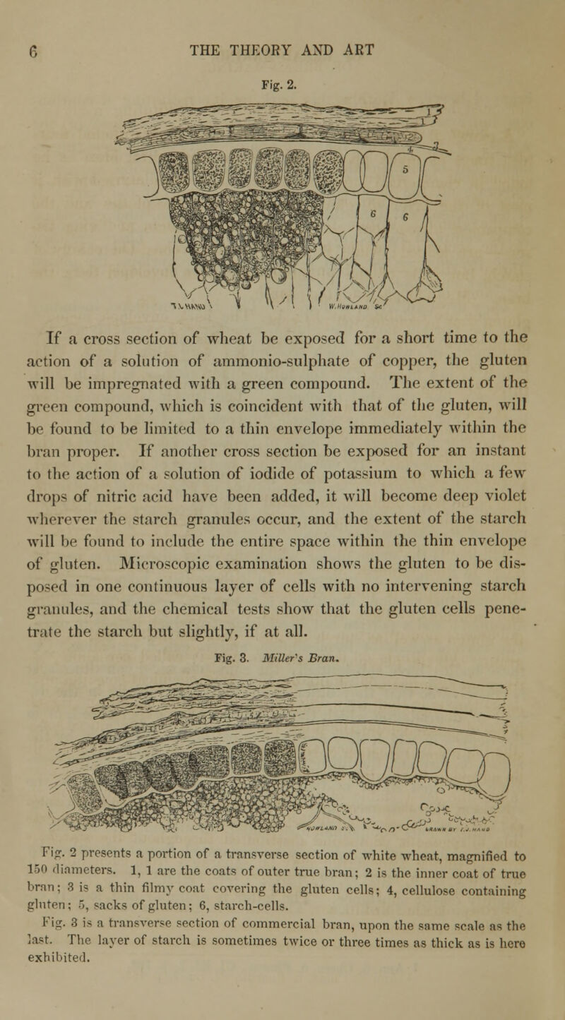 Fig. 2. W.UtiHlAHO S*T If a cross section of wheat be exposed for a short time to the action of a solution of ammonio-sulphate of copper, the gluten will be impregnated with a green compound. The extent of the green compound, which is coincident with that of the gluten, will be found to be limited to a thin envelope immediately within the bran proper. If another cross section be exposed for an instant to the action of a solution of iodide of potassium to which a few drops of nitric acid have been added, it will become deep violet wherever the starch granules occur, and the extent of the starch will be found to include the entire space within the thin envelope of gluten. Microscopic examination shows the gluten to be dis- posed in one continuous layer of cells with no intervening starch granules, and the chemical tests show that the gluten cells pene- trate the starch but slightly, if at all. Fig. 3. Miller's Bran. '■u. . rfO'ji Fig. 2 presents a portion of a transverse section of white wheat, magnified to 150 diameters. 1, 1 are the coats of outer true bran; 2 is the inner coat of true bran; 3 is a thin filmy coat covering the gluten cells; 4, cellulose containing gluten; 5, sacks of gluten; 6, starch-cells. Fig. 3 is a transverse section of commercial bran, upon the same scale as the last. The layer of starch is sometimes twice or three times as thick as is hero exhibited.