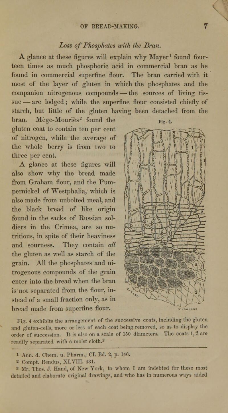 Fig. 4. Loss of Phosphates with the Bran. A glance at these figures will explain why Mayer1 found four- teen times as much phosphoric acid in commercial hran as he found in commercial superfine flour. The bran carried with it most of the layer of gluten in which the phosphates and the companion nitrogenous compounds — the sources of living tis- sue — are lodged; while the superfine flour consisted chiefly of starch, but little of the gluten having been detached from the bran. Mege-Mouries2 found the gluten coat to contain ten per cent of nitrogen, while the average of the whole berry is from two to three per cent. A glance at these figures will also show why the bread made from Graham flour, and the Pum- pernickel of Westphalia, which is also made from unbolted meal, and the black bread of like origin found in the sacks of Russian sol- diers in the Crimea, are so nu- tritious, in spite of their heaviness and sourness. They contain all the gluten as well as starch of the grain. All the phosphates and ni- trogenous compounds of the grain enter into the bread when the bran isnot separated from the flour, in- stead of a small fraction only, as in bread made from superfine flour. Fir,'- 4 exhibits the arrangement of the successive coats, including the gluten and gluten-cells, more or less of each coat being removed, so as to display the order of succession. It is also on a scale of 150 diameters. The coats 1,2 are readily separated with a moist cloth.3 i Ann. d. Chem. u. Pharm., CI. Bd. 2, p. 146. 2 Compt. Rendus, XLVIII. 431. 8 Mr. Thos. J. Hand, of New York, to whom I am indebted for these most detailed and elaborate original drawings, and who has in numerous ways aided