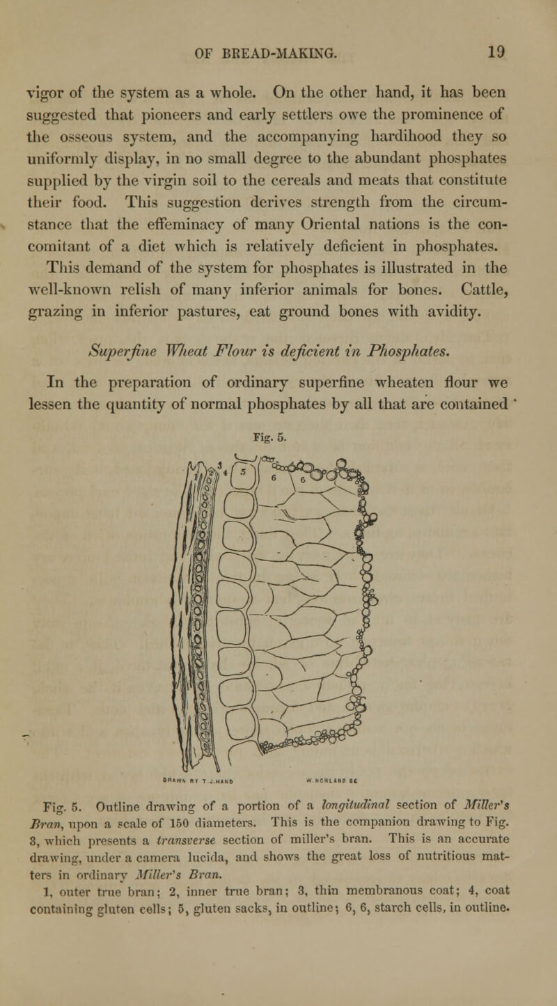 vigor of the system as a whole. On the other hand, it has been suggested that pioneers and early settlers owe the prominence of the osseous system, and the accompanying hardihood they so uniformly display, in no small degree to the abundant phosphates supplied by the virgin soil to the cereals and meats that constitute their food. This suggestion derives strength from the circum- stance that the effeminacy of many Oriental nations is the con- comitant of a diet which is relatively deficient in phosphates. Tins demand of the system for phosphates is illustrated in the well-known relish of many inferior animals for bones. Cattle, grazing in inferior pastures, eat ground bones with avidity. Superfine Wlieat Flour is deficient in Phosphates. In the preparation of ordinary superfine wheaten flour we lessen the quantity of normal phosphates by all that are contained Fig. 5. Fig. 5. Outline drawing of a portion of a longitudinal section of Miller's Bran, upon a scale of 150 diameters. This is the companion drawing to Fig. 3, which presents a transverse section of miller's bran. This is an accurate drawing, under a camera lucida, and shows the great loss of nutritious mat- ters in ordinary Miller's Bran. 1, outer true bran; 2, inner true bran; 3, thin membranous coat; 4, coat containing gluten cells; 5, gluten sacks, in outline; 6, 6, starch cells, in outline.