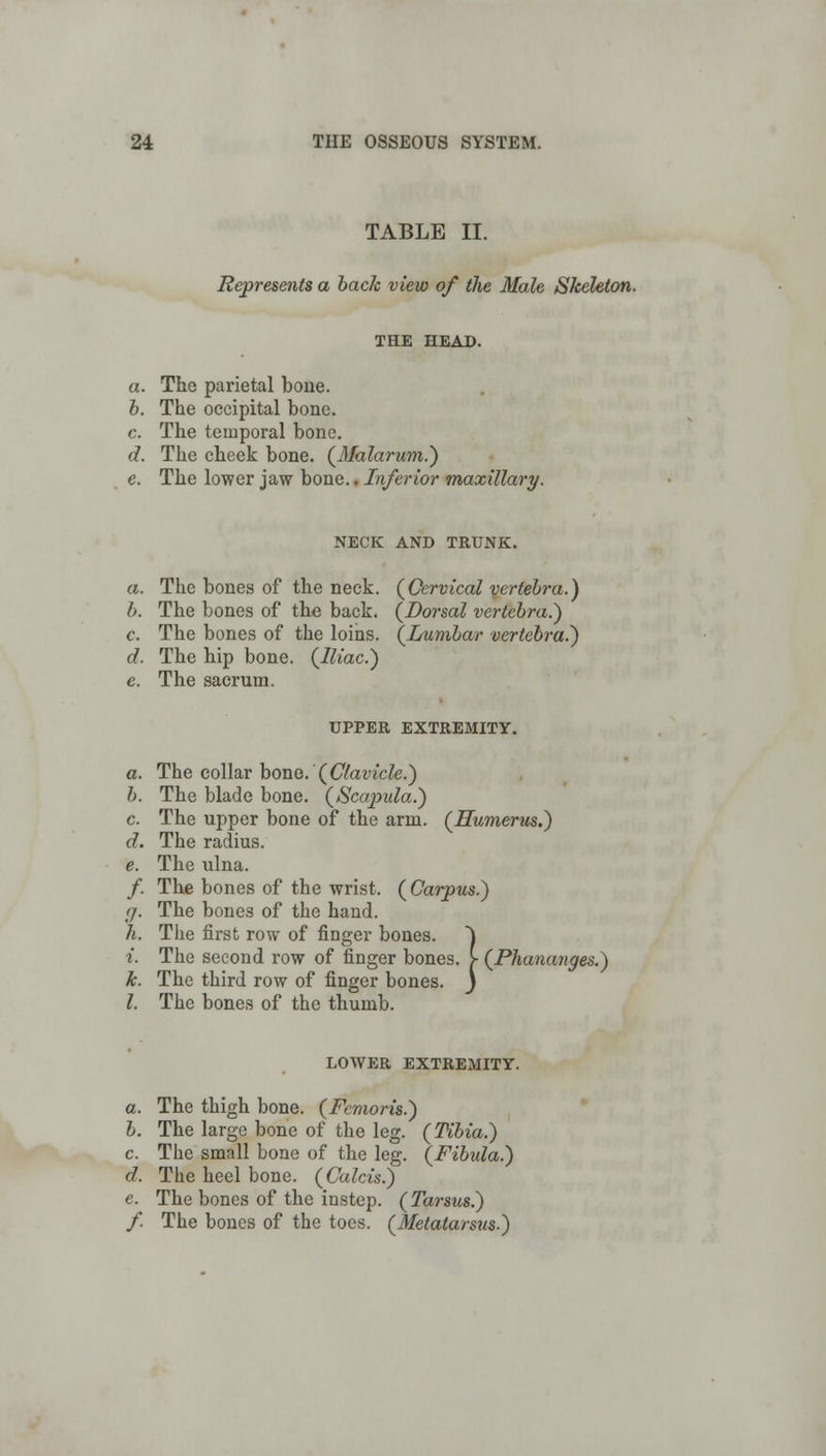 TABLE II. Represents a back view of the Male Skeleton. THE HEAD. a. The parietal bone. b. The occipital bone. c. The temporal bone. d. The cheek bone. (Malarum.) e. The lower jaw bone., Inferior maxillary. NECK AND TRUNK. a. The bones of the neck. (Cervical vertebra.) b. The bones of the back. (Dorsal vertebra.') c. The bones of the loins. (Lumbar vertebra.) d. The hip bone. (Iliac.) The sacrum. UPPER EXTREMITY. a. The collar bone. (Clavicle.) b. The blade bone. (Scapula.) c. The upper bone of the arm. (Humerus.) d. The radius. e. The ulna. /. The bones of the wrist. (Carpus.) (j. The bones of the hand. h. The first row of finger bones. ) i. The second row of finger bones. >• (Phananges.) k. The third row of finger bones, j I. The bones of the thumb. LOWER EXTREMITY. a. The thigh bone. (Femoris.) b. The large bone of the leg. (Tibia.) c. The small bone of the leg. (Fibula.) d. The heel bone. (Calcis.) e. The bones of the instep. (Tarsus.) f. The bones of the toes. (Metatarsxis.)