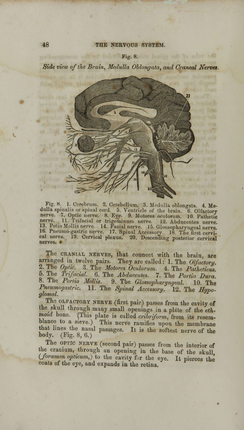 Fig. 8. Side view of the Brain, Medulla Oblongata, and Graneal Nerves. Fig. H. 1. Cerebrum. 2. Cerebellum. 3. Medulla oblongata. 4. Me- dulla spinalis or spinal cord. 5. Ventricle of the brain. 6. Olfactory nerve. 7. Optic nerve. 8. Eye. 9. Motores oculorum. 10. Pathetic nerve. 11. Trifacial or trigeminum nerve. 12. Abducentes nerve. 13. Potio Mollis nerve. 14. Facial nerve. 15. Glossopharyngeal nerve. 16. Pneumo-gastric nerve. 17. Spinal Accessory. 18. The first cervi- cal nerve. 19. Cervical plexus. 20. Descending posterior cervical nerves. • The cranial nerves, that connect with the brain, are arranged in twelve pairs. They are called: 1. The Olfactory. 2. The Optic. 3. The Motores Oculorum. 4. The Patheticus. 5. The Trifacial. 6. The Abducentes. 7. The Portio Dura. 8. The Portio Mollis. 9. The Glossopharyngeal. 10. The Pneumogastric. 11. The Spinal Accessory. 12. The Hypo- glossal. * The olfactory nerve (first pair) passes from the cavity of the skull through many small openings in a plate of the eth- moid bone. (This plate is called cribriform, from its resem- blance to a sieve.) This nerve ramifies upon the membrane that lines the nasal passages. It is the softest nerve of the body. (Fig. 8, 6.) The optic nerve (second pair) passes from the interior of the cranium, through an opening in the base of the skull {foramen optieum,) to the cavity for the eye. It pierces the coats of the eye, and expands in the retina.