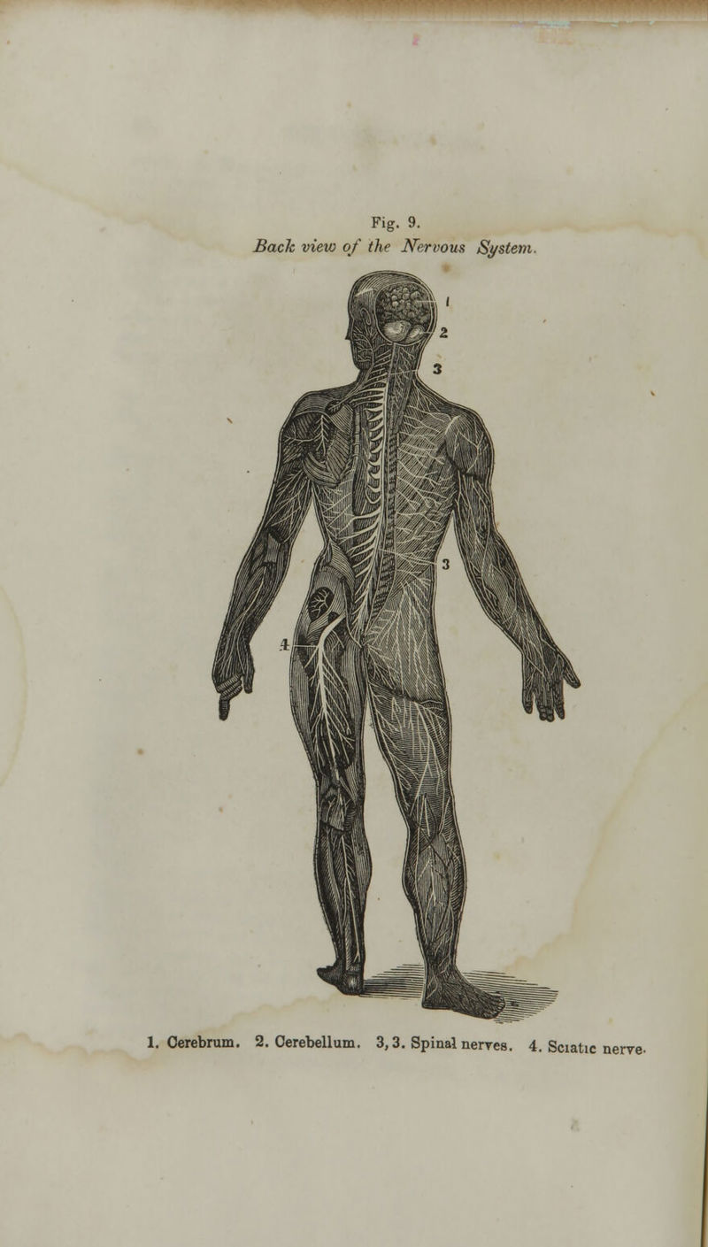 Fig. 9. Back view of the Nervous System.