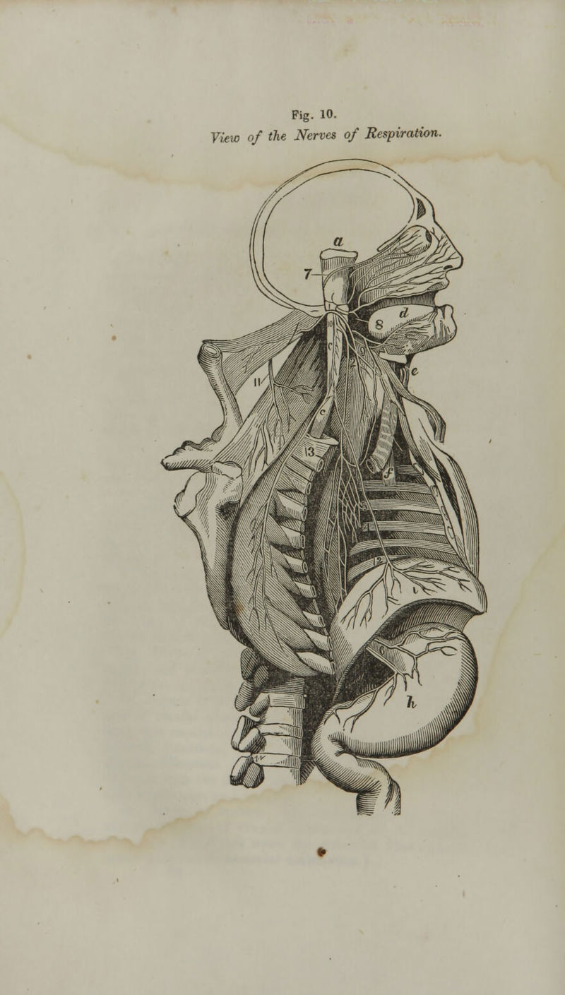 Fig. 10. Vtew of the Nerves of Respiration.