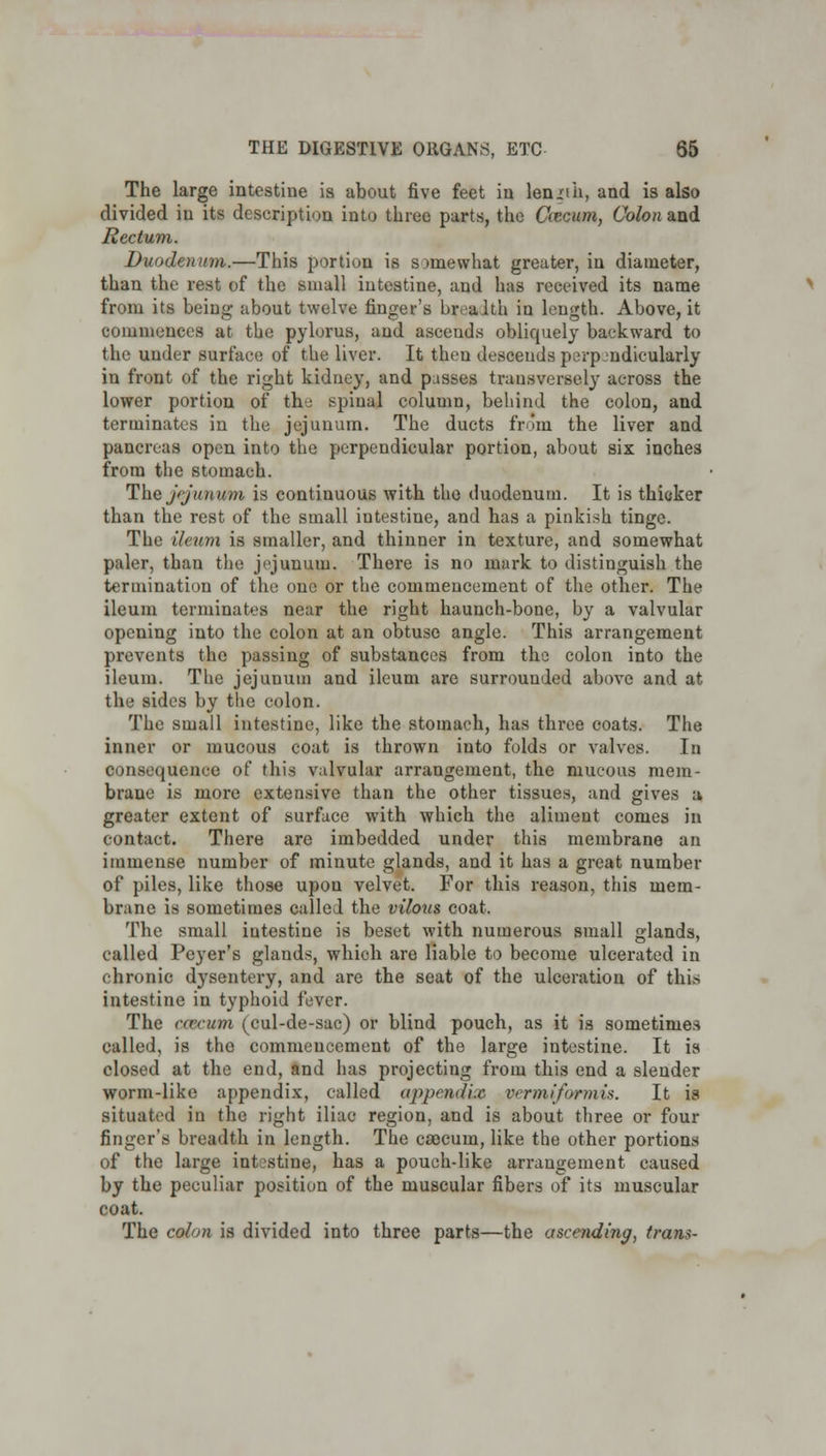 The large intestine is about five feet in lennh, and is also divided in its description into three parts, the Gecum, Colon and Rectum. Duodenum.—This portion is somewhat greater, in diameter, than the rest of the small intestine, and has received its name from its being about twelve finger's bivaith in length. Above, it commences at the pylorus, and ascends obliquely backward to the under surface of the liver. It theu descends perpendicularly in front of the right kidney, and pisses transversely across the lower portion of the spinal column, behind the colon, and terminates in the jejunum. The ducts fro'm the liver and pancreas open into the perpendicular portion, about six inches from the stomach. The j<junum is continuous with the duodenum. It is thicker than the rest of the small intestine, and has a pinkish tinge. The ileum is smaller, and thinner in texture, and somewhat paler, than the jejunum. There is no mark to distinguish the termination of the one or the commencement of the other. The ileum terminates near the right haunch-bone, by a valvular opening into the colon at an obtuse angle. This arrangement prevents the passing of substances from the colon into the ileum. The jejunum and ileum are surrounded above and at the sides by the colon. The small intestine, like the stomach, has three coats. The inner or mucous coat is thrown into folds or valves. In consequence of this valvular arrangement, the mucous mem- brane is more extensive than the other tissues, and gives a greater extent of surface with which the aliment comes in contact. There are imbedded under this membrane an immense number of minute glands, and it has a great number of piles, like those upon velvet. For this reason, this mem- brane is sometimes called the vilous coat. The small intestine is beset with numerous small glands, called Peyer's glands, which are liable to become ulcerated in chronic dysentery, and are the seat of the ulceration of this intestine in typhoid fever. The coBCum ^cul-de-sac) or blind pouch, as it is sometimes called, is the commencement of the large intestine. It is closed at the end, and has projecting from this end a slender worm-like appendix, called appendix permiformis. It is situated in the right iliac region, and is about three or four finger's breadth in length. The caecum, like the other portions of the large intestine, has a pouch-like arrangement caused by the peculiar position of the muscular fibers of its muscular coat. The colon is divided into three parts—the ascending, trans-