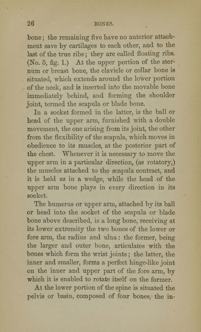 bone; the remaining five have no anterior attach- ment save by cartilages to each other, and to the last of the true ribs; they are called floating ribs. (No. 5, fig. 1.) At the upper portion of the ster- num or breast bone, the clavicle or collar bone is situated, which extends around the lower portion of the neck, and is inserted into the movable bone immediately behind, and forming the shoulder joint, termed the scapula or blade bone. In a socket formed in the latter, is the ball or head of the upper arm, furnished with a double movement, the one arising from its joint, the other from the flexibility of the scapula, which moves in obedience to its muscles, at the posterior part of the chest. Whenever it is necessary to move the upper arm in a particular direction, (as rotatory,) the muscles attached to the scapula contract, and it is held as in a wedge, while the head of the upper arm bone plays in every direction in its socket. The humerus or upper arm, attached by its ball or head into the socket of the scapula or blade bone above described, is a long bone, receiving at its lower extremity the two bones of the lower or fore arm, the radius and ulna: the former, being the larger and outer bone, articulates with the bones which form the wrist joints ; the latter, the inner and smaller, forms a perfect hinge-like joint on the inner and upper part of the fore arm, by which it is enabled to rotate itself on the former. At the lower portion of the spine is situated the pelvis or basin, composed of four bones, the in-