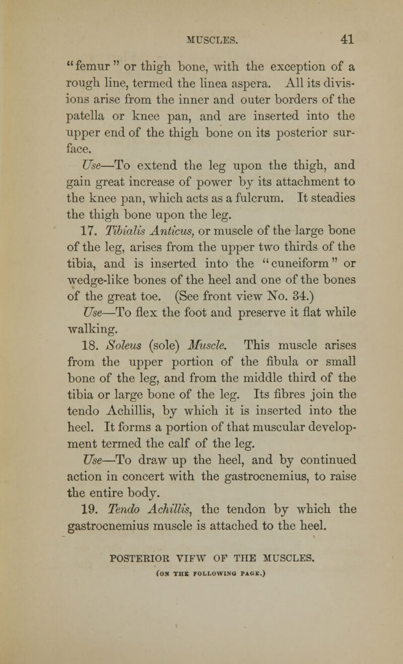  femur  or thigh bone, with the exception of a rough line, termed the linea aspera. All its divis- ions arise from the inner and outer borders of the patella or knee pan, and are inserted into the upper end of the thigh bone on its posterior sur- face. Use—To extend the leg upon the thigh, and gain great increase of power by its attachment to the knee pan, which acts as a fulcrum. It steadies the thigh bone upon the leg. 17. Tibialis Anticus, or muscle of the large bone of the leg, arises from the upper two thirds of the tibia, and is inserted into the ''cuneiform or wedge-like bones of the heel and one of the bones of the great toe. (See front view No. 34.) Use—To flex the foot and preserve it flat while walking. 18. Soleus (sole) Muscle. This muscle arises from the upper portion of the fibula or small bone of the leg, and from the middle third of the tibia or large bone of the leg. Its fibres join the tendo Achillis, by which it is inserted into the heel. It forms a portion of that muscular develop- ment termed the calf of the leg. Use—To draw up the heel, and by continued action in concert with the gastrocnemius, to raise the entire body. 19. Tendo Achillis, the tendon by which the gastrocnemius muscle is attached to the heel. POSTERIOR VIFW OF THE MUSCLES. (on the following page.)