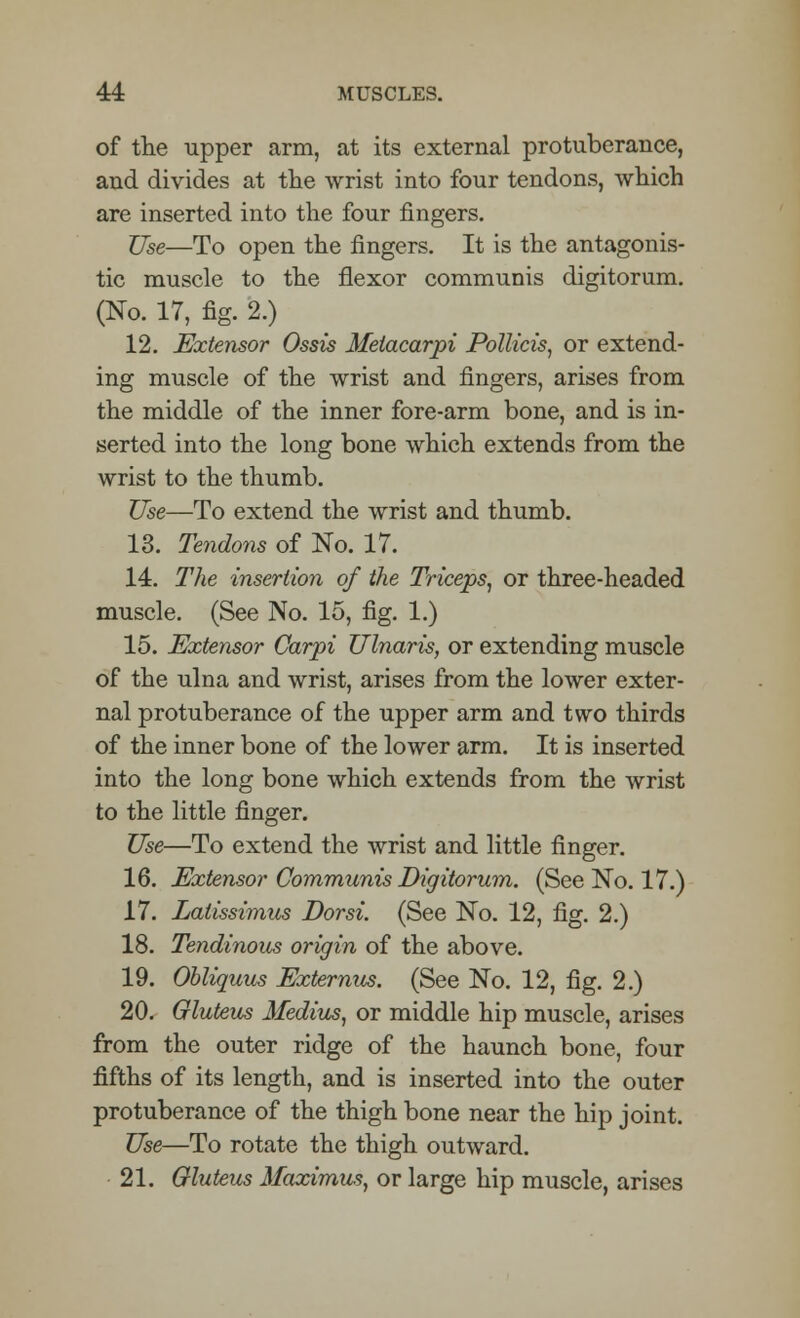 of the upper arm, at its external protuberance, and divides at the wrist into four tendons, which are inserted into the four fingers. Use—To open the fingers. It is the antagonis- tic muscle to the flexor communis digitorum. (No. 17, fig. 2.) 12. Extensor Ossis Metacarpi Pollicis, or extend- ing muscle of the wrist and fingers, arises from the middle of the inner fore-arm bone, and is in- serted into the long bone which extends from the wrist to the thumb. Use—To extend the wrist and thumb. 13. Tendons of No. 17. 14. The insertion of the Triceps, or three-headed muscle. (See No. 15, fig. 1.) 15. Extensor Carpi Ulnaris, or extending muscle of the ulna and wrist, arises from the lower exter- nal protuberance of the upper arm and two thirds of the inner bone of the lower arm. It is inserted into the long bone which extends from the wrist to the little finger. Use—To extend the wrist and little finger. 16. Extensor Communis Digitorum. (See No. 17.) 17. Latissimus Dorsi. (See No. 12, fig. 2.) 18. Tendinous origin of the above. 19. Obliquus Externus. (See No. 12, fig. 2.) 20. Gluteus Medius, or middle hip muscle, arises from the outer ridge of the haunch bone, four fifths of its length, and is inserted into the outer protuberance of the thigh bone near the hip joint. Use—To rotate the thigh outward. 21. Gluteus Maximus, or large hip muscle, arises