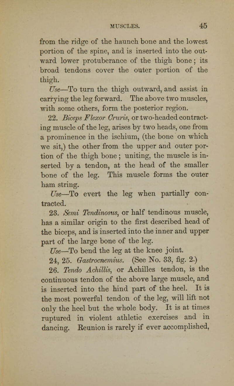 from the ridge of the haunch bone and the lowest portion of the spine, and is inserted into the out- ward lower protuberance of the thigh bone; its broad tendons cover the outer portion of the thigh. Use—To turn the thigh outward, and assist in carrying the leg forward. The above two muscles, with some others, form the posterior region. 22. Biceps Flexor Cruris, or two-headed contract- ing muscle of the leg, arises by two heads, one from a prominence in the ischium, (the bone on which we sit,) the other from the upper and outer por- tion of the thigh bone ; uniting, the muscle is in- serted by a tendon, at the head of the smaller bone of the leg. This muscle forms the outer ham string. Use—To evert the leg when partially con- tracted. 23. Semi Tendinosus, or half tendinous muscle, has a similar origin to the first described head of the biceps, and is inserted into the inner and upper part of the large bone of the leg. Use—To bend the leg at the knee joint. 24. 25. Gastrocnemius. (See No. 33, fig. 2.) 26. Tendo Achillis, or Achilles tendon, is the continuous tendon of the above large muscle, and is inserted into the hind part of the heel. It is the most powerful tendon of the leg, will lift not only the heel but the whole body. It is at times ruptured in violent athletic exercises and in dancing. Reunion is rarely if ever accomplished,