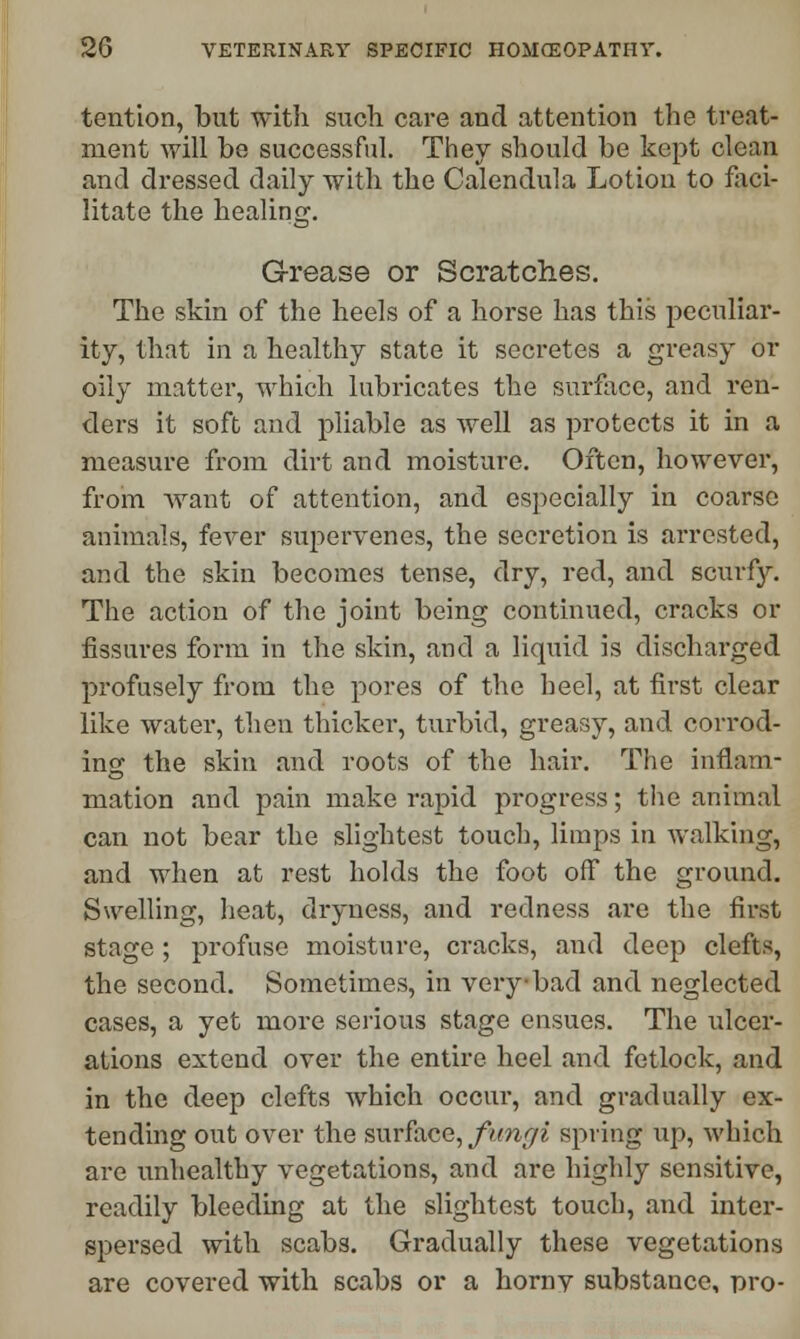 tention, but with such care and attention the treat- ment will be successful. They should be kept clean and dressed daily with the Calendula Lotion to faci- litate the healing. Grease or Scratches. The skin of the heels of a horse has this peculiar- ity, that in a healthy state it secretes a greasy or oily matter, which lubricates the surface, and ren- ders it soft and pliable as well as protects it in a measure from dirt and moisture. Often, however, from want of attention, and especially in coarse animals, fever supervenes, the secretion is arrested, and the skin becomes tense, dry, red, and scurfy. The action of the joint being continued, cracks or fissures form in the skin, and a liquid is discharged profusely from the pores of the heel, at first clear like water, then thicker, turbid, greasy, and corrod- ing the skin and roots of the hair. The inflam- mation and pain make rapid progress; the animal can not bear the slightest touch, limps in walking, and when at rest holds the foot off the ground. Swelling, heat, dryness, and redness are the first stage ; profuse moisture, cracks, and deep clefts, the second. Sometimes, in very bad and neglected cases, a yet more serious stage ensues. The ulcer- ations extend over the entire heel and fetlock, and in the deep clefts which occur, and gradually ex- tending out over the surface, fungi spring up, which are unhealthy vegetations, and are highly sensitive, readily bleeding at the slightest touch, and inter- spersed with scabs. Gradually these vegetations are covered with scabs or a hornv substance, pro-