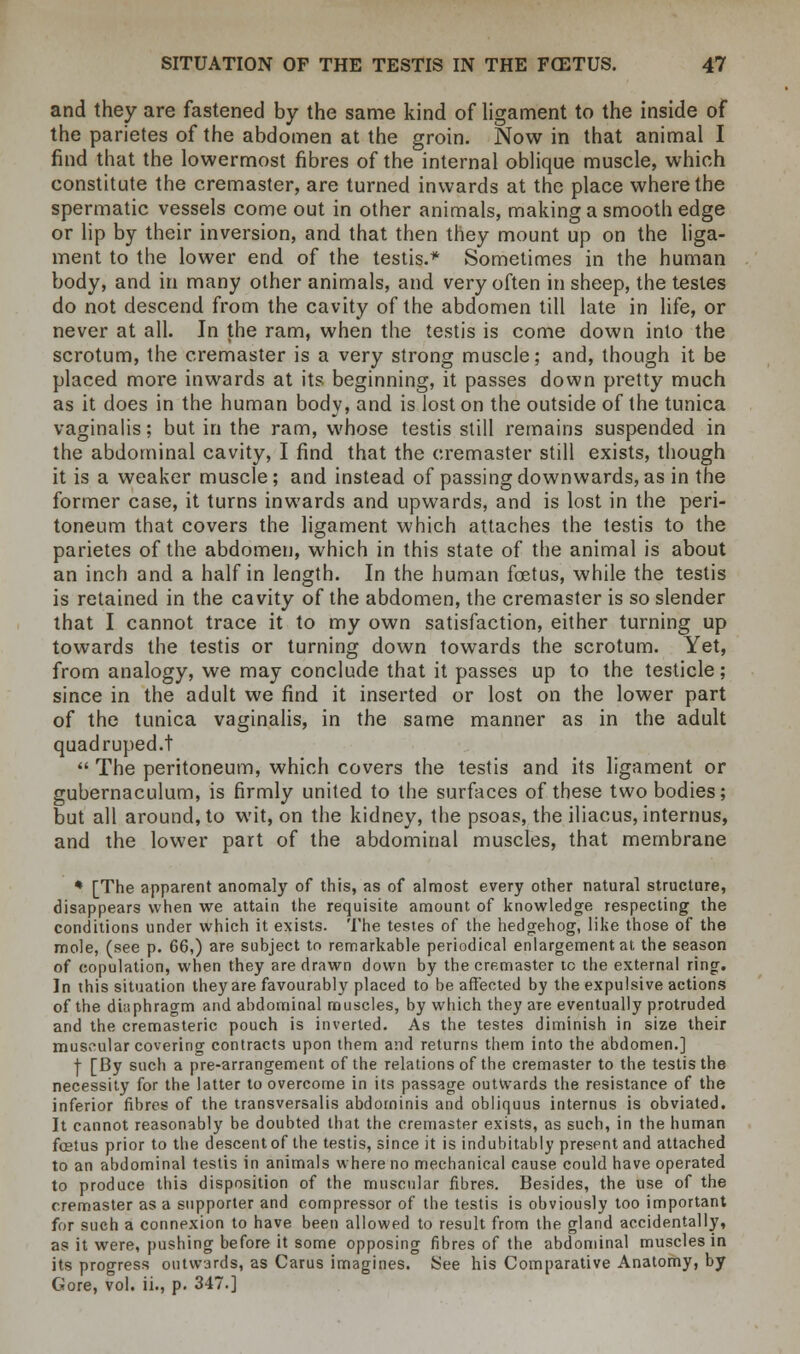 and they are fastened by the same kind of ligament to the inside of the parietes of the abdomen at the groin. Now in that animal I find that the lowermost fibres of the internal oblique muscle, which constitute the cremaster, are turned inwards at the place where the spermatic vessels come out in other animals, making a smooth edge or lip by their inversion, and that then they mount up on the liga- ment to the lower end of the testis.14 Sometimes in the human body, and in many other animals, and very often in sheep, the testes do not descend from the cavity of the abdomen till late in life, or never at all. In the ram, when the testis is come down into the scrotum, the cremaster is a very strong muscle; and, though it be placed more inwards at its beginning, it passes down pretty much as it does in the human body, and is lost on the outside of the tunica vaginalis; but in the ram, whose testis still remains suspended in the abdominal cavity, I find that the cremaster still exists, though it is a weaker muscle; and instead of passing downwards, as in the former case, it turns inwards and upwards, and is lost in the peri- toneum that covers the ligament which attaches the testis to the parietes of the abdomen, which in this state of the animal is about an inch and a half in length. In the human foetus, while the testis is retained in the cavity of the abdomen, the cremaster is so slender that I cannot trace it to my own satisfaction, either turning up towards the testis or turning down towards the scrotum. Yet, from analogy, we may conclude that it passes up to the testicle; since in the adult we find it inserted or lost on the lower part of the tunica vaginalis, in the same manner as in the adult quadruped.!  The peritoneum, which covers the testis and its ligament or gubernaculum, is firmly united to the surfaces of these two bodies; but all around, to wit, on the kidney, the psoas, the iliacus, internus, and the lower part of the abdominal muscles, that membrane ♦ [The apparent anomaly of this, as of almost every other natural structure, disappears when we attain the requisite amount of knowledge respecting the conditions under which it exists. The testes of the hedgehog, like those of the mole, (see p. 66,) are subject to remarkable periodical enlargement at the season of copulation, when they are drawn down by the cremaster to the external ring. In this situation they are favourably placed to be affected by the expulsive actions of the diaphragm and abdominal muscles, by which they are eventually protruded and the cremasteric pouch is inverted. As the testes diminish in size their muscular covering contracts upon them and returns them into the abdomen.] | [By such a pre-arrangement of the relations of the cremaster to the testis the necessity for the latter to overcome in its passage outwards the resistance of the inferior fibres of the transversalis abdominis and obliquus internus is obviated. It cannot reasonably be doubted that the cremaster exists, as such, in the human fcetus prior to the descent of the testis, since it is indubitably present and attached to an abdominal testis in animals where no mechanical cause could have operated to produce this disposition of the muscular fibres. Besides, the use of the cremaster as a supporter and compressor of the testis is obviously too important for such a connexion to have been allowed to result from the gland accidentally, as it were, pushing before it some opposing fibres of the abdominal muscles in its progress outwards, as Carus imagines. See his Comparative Anatomy, by Gore, vol. ii., p. 347.]