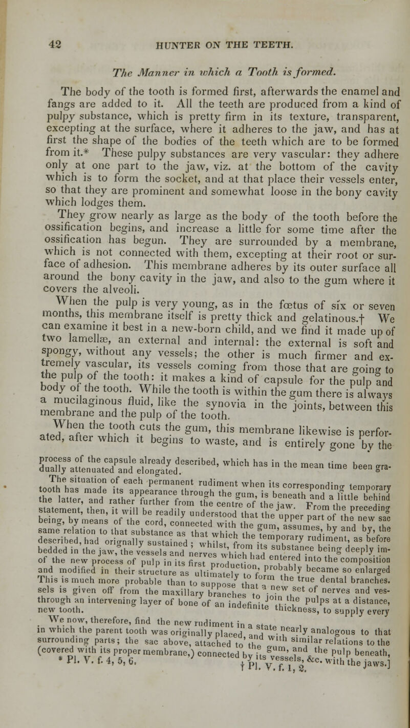 The Manner in which a Tooth informed. The body of the tooth is formed first, afterwards the enamel and fangs are added to it. All the teeth are produced from a kind of pulpy substance, which is pretty firm in its texture, transparent, excepting at the surface, where it adheres to the jaw, and has at first the shape of the bodies of the teeth which are to be formed from it.* These pulpy substances are very vascular: they adhere only at one part to the jaw, viz. at the bottom of the cavity which is to form the socket, and at that place their vessels enter, so that they are prominent and somewhat loose in the bony cavity which lodges them. They grow nearly as large as the body of the tooth before the ossification begins, and increase a little for some time after the ossification has begun. They are surrounded by a membrane, which is not connected with them, excepting at their root or sur- face of adhesion. This membrane adheres by its outer surface all around the bony cavity in the jaw, and also to the gum where it covers the alveoli. When the pulp is very young, as in the foetus of six or seven months, this membrane itself is pretty thick and gelatinous.f We can examine it best in a new-born child, and we find it made up of two lamellae, an external and internal: the external is soft and spongy, without any vessels; the other is much firmer and ex- tremely vascular, its vessels coming from those that are goin* to the pulp of the tooth: it makes a kind of capsule for the pulp Hud body of the tooth While the tooth is within the gum there i? always a mucilaginous fluid like the synovia in the joints, between this membrane and the pulp of the tooth. When the tooth cuts the gum, this membrane likewise is perfor- ated, after which it begins to waste, and is entirely gone ty the ^l^^S^Jr*^ WhIch haS  the mean time bee ** t.Jh^L^T °! 63Ch Permanent rudiment when its corresponding temporary he latter Z^ rZ^Zn^rV^T ^ S^  beeath d a HttleTeS sternent,' thet t^ ^ From ?e P'«*^ of the new process of pulp in Us [15 'uT^ lnt° the C°>P°^<> and modified in their structure s tiEe v 1°/ Pr°b£b,y beCame S0 en1ar?ed This is much more probable than t. supp*,/tha Tn ^ true dental branches, sels is given off from the maxillary branches, t„ i ■ J** °f erves and veS' through an intervening layer of bone of an indefinit^-'i PulpS at a distance> new tooth. ' 'uennite thickness, t new tooth. maennite thickness, to supply every