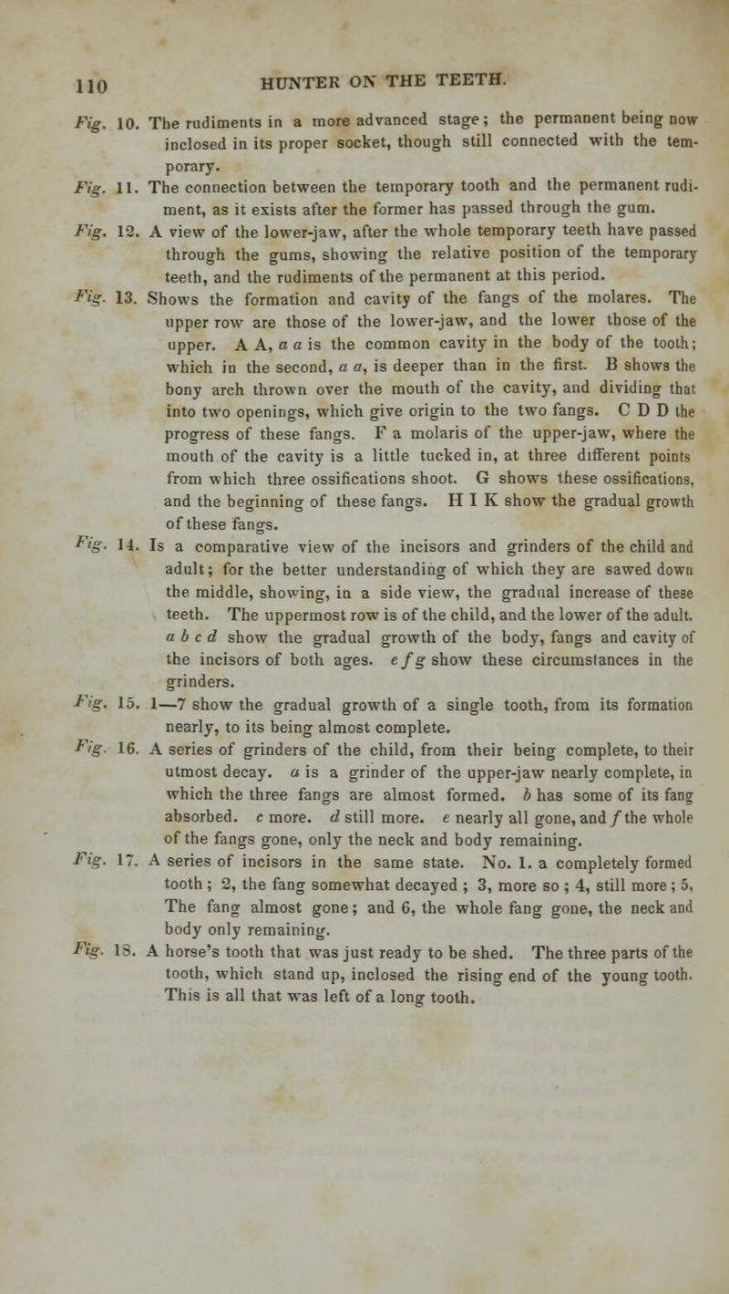 Fig. 10. The rudiments in a more advanced stage; the permanent being now inclosed in its proper socket, though still connected with the tem- porary. Fig. 11. The connection between the temporary tooth and the permanent rudi- ment, as it exists after the former has passed through the gum. Fig. 12. A view of the lower-jaw, after the whole temporary teeth have passed through the gums, showing the relative position of the temporary teeth, and the rudiments of the permanent at this period. Fig. 13. Shows the formation and cavity of the fangs of the molares. The upper row are those of the lower-jaw, and the lower those of the upper. A A, a a is the common cavity in the body of the tooth; which in the second, a er, is deeper than in the first. B shows the bony arch thrown over the mouth of the cavity, and dividing that into two openings, which give origin to the two fangs. C D D the progress of these fangs. F a molaris of the upper-jaw, where the mouth of the cavity is a little tucked in, at three different points from which three ossifications shoot. G shows these ossifications, and the beginning of these fangs. H I K show the gradual growth of these fangs. Fig. 14. Is a comparative view of the incisors and grinders of the child and adult; for the better understanding of which they are sawed down the middle, showing, in a side view, the gradual increase of these teeth. The uppermost row is of the child, and the lower of the adult. abed show the gradual growth of the body, fangs and cavity of the incisors of both ages, efgshov? these circumstances in the grinders. Fig. 15. i—7 show the gradual growth of a single tooth, from its formation nearly, to its being almost complete. Fig.- 16. A series of grinders of the child, from their being complete, to their utmost decay, a is a grinder of the upper-jaw nearly complete, in which the three fangs are almost formed, b has some of its fang; absorbed, c more, d still more, e nearly all gone, and /the whole of the fangs gone, only the neck and body remaining. Fig. IT. A series of incisors in the same state. No. 1. a completely formed tooth ; 2, the fang somewhat decayed ; 3, more so ; 4, still more ; 5, The fang almost gone; and 6, the whole fang gone, the neck and body only remaining. fig. 13. A horse's tooth that was just ready to be shed. The three parts of the tooth, which stand up, inclosed the rising end of the young tooth. This is all that was left of a long tooth.