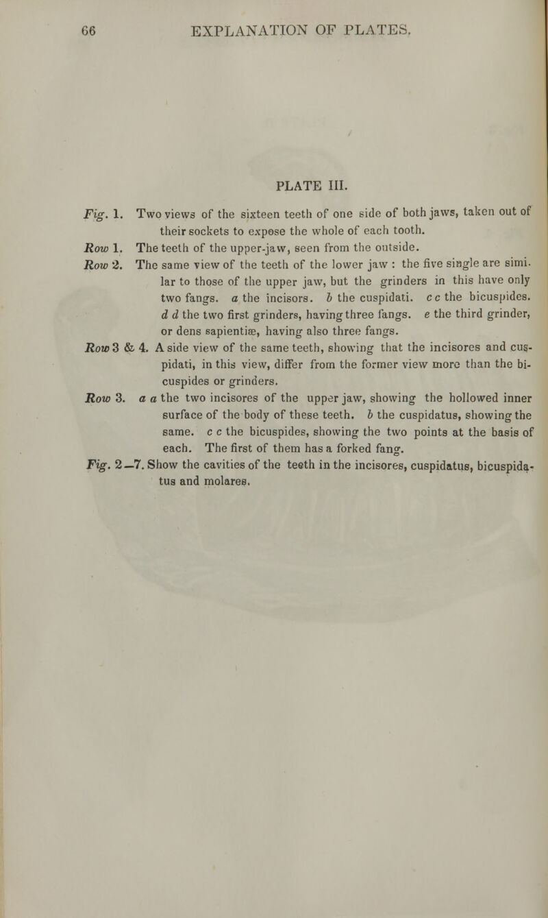 PLATE III. Fig. 1. Two views of the sixteen teeth of one side of both jaws, taken out of their sockets to expose the whole of each tooth. Row 1. The teeth of the upper-jaw, seen from the outside. Row 2. The same view of the teeth of the lower jaw : the five siBgle are simi. lar to those of the upper jaw, but the grinders in this have only two fangs, a the incisors, b the cuspidati. cc the bicuspides. d d the two first grinders, having three fangs, e the third grinder, or dens sapientise, having also three fangs. Row3 & 4. Aside view of the same teeth, showing that the incisores and cus- pidati, in this view, differ from the former view more than the bi- cuspides or grinders. Row 3. a a the two incisores of the upper jaw, showing the hollowed inner surface of the body of these teeth, b the cuspidatus, showing the same, c c the bicuspides, showing the two points at the basis of each. The first of them has a forked fang. Fig. 2—7. Show the cavities of the teeth in the incisores, cuspidatus, bicuspida- tus and rnolares.