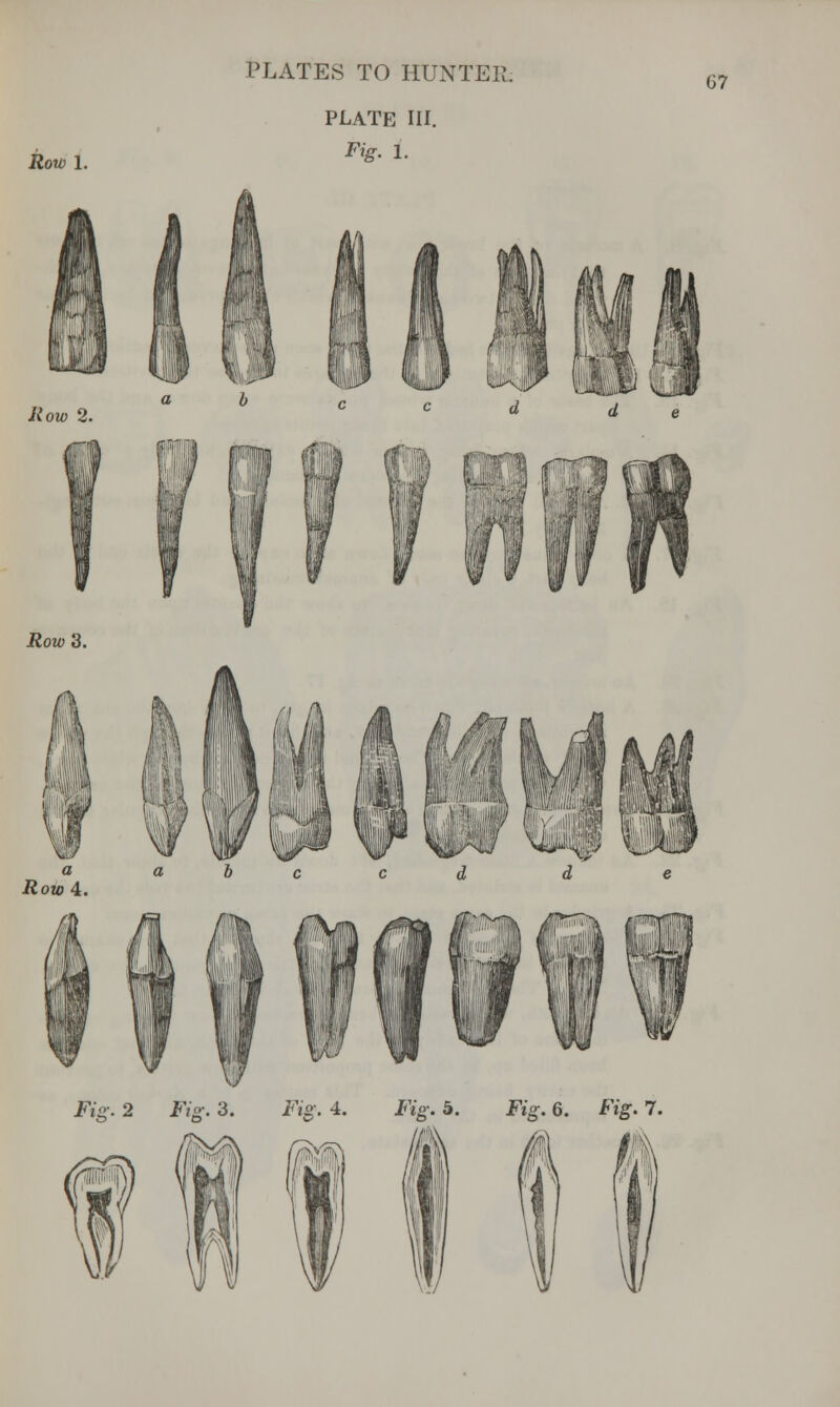 67 Row 1. PLATE III. Fig. 1.