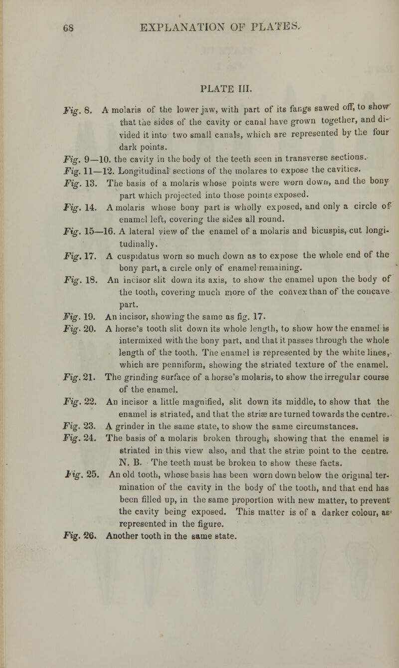 PLATE III. Fig. 8. A molaris of the lower jaw, with part of its fangs sawed off, to show that the sides of the cavity or canal have grown together, and di- vided it into two small canals, which are represented by the four dark points. Fig. 9—10. the cavity in the body ot the teeth seen in transverse sections. Fig. 11—12. Longitudinal sections of the molares to expose the cavities. Fig. 13. The basis of a molaris whose points were worn down, and the bony part which projected into those points exposed. Fig. 14. A molaris whose bony part is wholly exposed, and only a circle of enamel left, covering the sides all round. Fig. 15—16. A lateral view of the enamel of a molaris and bicuspis, cut longi- tudinally. Fig. 17. A cuspidatus worn so much down as to expose the whole end of the bony part, a circle only of enamel remaining. Fig. 18. An incisor slit down its axis, to show the enamel upon the body of the tooth, covering much more of the convex than of the concave part. Fig. 19. An incisor, showing the same as fig. 17. Fig. 20. A horse's tooth slit down its whole length, to show how the enamel is intermixed with the bony part, and that it passes through the whole length of the tooth. The enamel is represented by the white lines, which are penniform, showing the striated texture of the enamel. Fig. 21. The grinding surface of a horse's molaris, to show the irregular course of the enamel. Fig. 22. An incisor a little magnified, slit down its middle, to show that the enamel is striated, and that the striae are turned towards the centre. Fig. 23. A grinder in the same state, to show the same circumstances. Fig. 24. The basis of a molaris broken through, showing that the enamel is striated in this view also, and that the stria? point to the centre. N. B. The teeth must be broken to show these facts. Fig. 25. An old tooth, whose basis has been worn down below the original ter- mination of the cavity in the body of the tooth, and that end has been filled up, in the same proportion with new matter, to prevent the cavity being exposed. This matter is of a darker colour, as represented in the figure. Fig. 26. Another tooth in the same state.