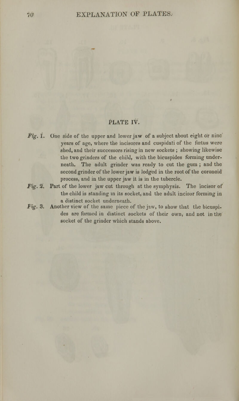 PLATE IV. Fig. 1. One side of the upper and lower jaw of a subject about eight or nine years of age, where the incisores and cuspidati of the fetus were shed, and their successors rising in new sockets ; showing likewise the two grinders of the chiJd, with the bicuspides forming under- neath. The adult grinder was ready to cut the gum ; and the second grinder of the lower jaw is lodged in the root of the coronoid process, and in the upper jaw it is in the tubercle. Fig. 2. Part of the lower jaw cut through at the symphysis. The incisor of the child is standing in its socket, and the adult incisor forming in a distinct socket underneath. Fig. 3. Another view of the same piece of the jaw, to show that the bicuspi- des are formed in distinct sockets of their own, and not in the socket of the grinder which stands above.