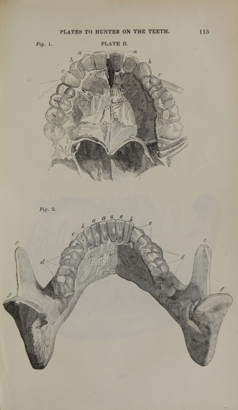 Fig. 1. PLATE II. t Fig. 2. d a