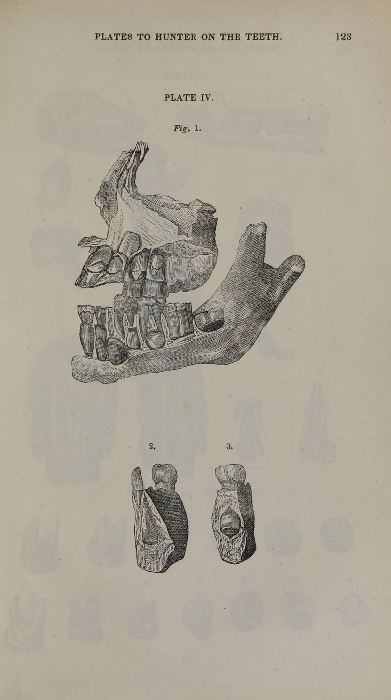 PLATE IV. Fig. 1. 2.