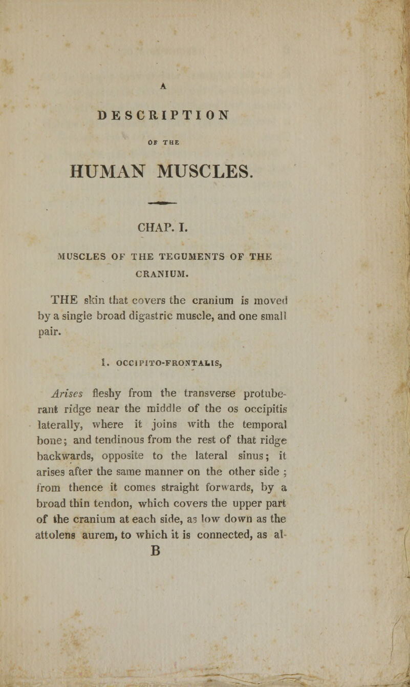 DESCRIPTION HUMAN MUSCLES. CHAP. I. MUSCLES OF THE TEGUMENTS OF THE CRANIUM. THE slrin that covers the cranium is moved by a single broad digastric muscle, and one small pair. 1. OCCIPiTO-FRONTAUS, Arises fleshy from the transverse protube- rant ridge near the middle of the os occipitis laterally, where it joins with the temporal bone; and tendinous from the rest of that ridge backwards, opposite to the lateral sinus; it arises after the same manner on the other side ; from thence it comes straight forwards, by a broad thin tendon, which covers the upper part of the cranium at each side, as low down as the attolen8 aurem, to which it is connected, as al- B