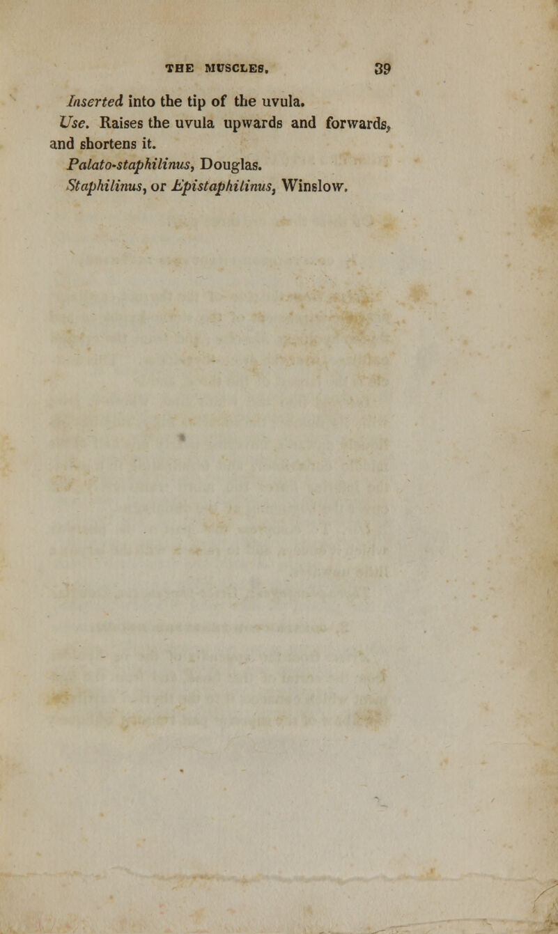 Inserted into the tip of the uvula. Use. Raises the uvula upwards and forwards, and shortens it. PalatO'Staphilinus, Douglas. Staphilinus, or Epistaphilinus, Winslow.