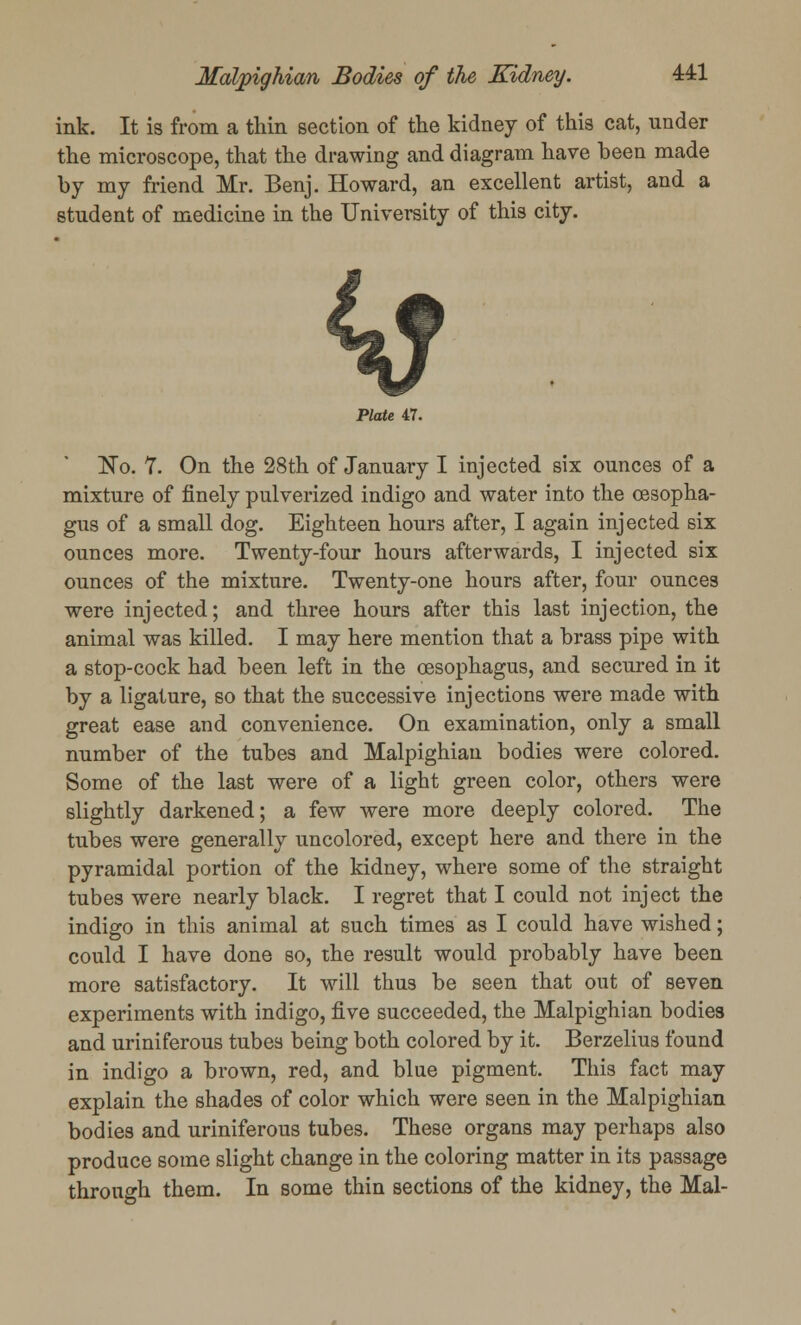 ink. It is from a thin section of the kidney of this cat, under the microscope, that the drawing and diagram have been made by my friend Mr. Benj. Howard, an excellent artist, and a student of medicine in the University of this city. <tf Plate 47. No. 7. On the 28th of January I injected six ounces of a mixture of finely pulverized indigo and water into the oesopha- gus of a small dog. Eighteen hours after, I again injected six ounces more. Twenty-four hours afterwards, I injected six ounces of the mixture. Twenty-one hours after, four ounces were injected; and three hours after this last injection, the animal was killed. I may here mention that a brass pipe with a stop-cock had been left in the oesophagus, and secured in it by a ligature, so that the successive injections were made with great ease and convenience. On examination, only a small number of the tubes and Malpighiau bodies were colored. Some of the last were of a light green color, others were slightly darkened; a few were more deeply colored. The tubes were generally uncolored, except here and there in the pyramidal portion of the kidney, where some of the straight tubes were nearly black. I regret that I could not inject the indigo in this animal at such times as I could have wished; could I have done so, the result would probably have been more satisfactory. It will thus be seen that out of seven experiments with indigo, five succeeded, the Malpighian bodies and uriniferous tubes being both colored by it. Berzelius found in indigo a brown, red, and blue pigment. This fact may explain the shades of color which were seen in the Malpighian bodies and uriniferous tubes. These organs may perhaps also produce some slight change in the coloring matter in its passage through them. In some thin sections of the kidney, the Mai-