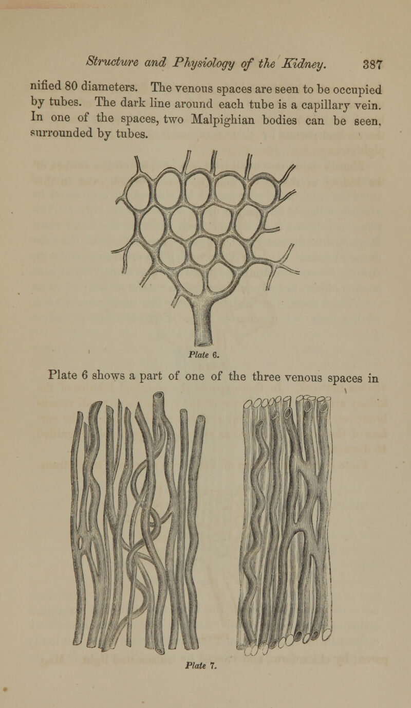 nified 80 diameters. The venous spaces are seen to be occupied by tubes. The dark line around each tube is a capillary vein. In one of the spaces, two Malpighian bodies can be seen, surrounded by tubes. Plate 6. Plate 6 shows a part of one of the three venous spaces in Plate 7.