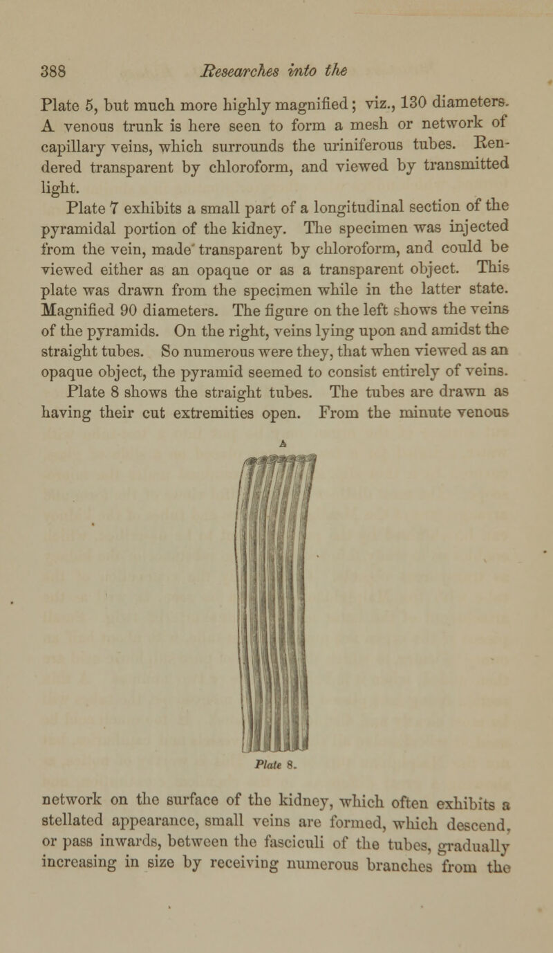 Plate 5, but much more highly magnified; viz., 130 diameters. A venous trunk is here seen to form a mesh or network of capillary veins, which surrounds the uriniferous tubes. Ren- dered transparent by chloroform, and viewed by transmitted light. Plate 7 exhibits a small part of a longitudinal section of the pyramidal portion of the kidney. The specimen was injected from the vein, made' transparent by chloroform, and could be viewed either as an opaque or as a transparent object. This plate was drawn from the specimen while in the latter state. Magnified 90 diameters. The figure on the left shows the veins of the pyramids. On the right, veins lying upon and amidst the straight tubes. So numerous were they, that when viewed as an opaque object, the pyramid seemed to consist entirely of veins. Plate 8 shows the straight tubes. The tubes are drawn as having their cut extremities open. From the minute venous Plate 8. network on the surface of the kidney, which often exhibits a stellated appearance, small veins are formed, which descend. or pass inwards, between the fasciculi of the tubes, gradually increasing in size by receiving numerous branches from tlu