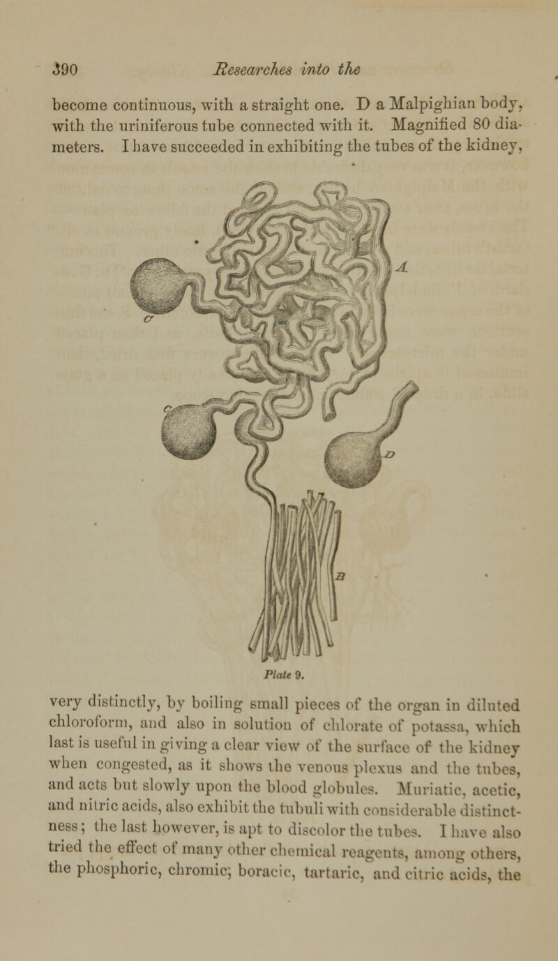 become continuous, with a straight one. D a Malpighian body, with the uriniferous tube connected with it. Magnified 80 dia- meters. I have succeeded in exhibiting the tubes of the kidney, Plate 9. very distinctly, by boiling small pieces of the organ in diluted chloroform, and also in solution of chlorate o[' potassa, which last is useful in giving a clear view of the surface of the kidney when congested, as it shows the venous plexus and the tubes, and acts but slowly upon the blood globules. Muriatic, acetic, and nitric acids, also exhibit the tubuli with considerable distinct- ness; the last however, is apt to discolor the tubes. I have also tried the effect of many other chemical reagents, among others, the phosphoric, chromic; boracic, tartaric,' and citric acids, the