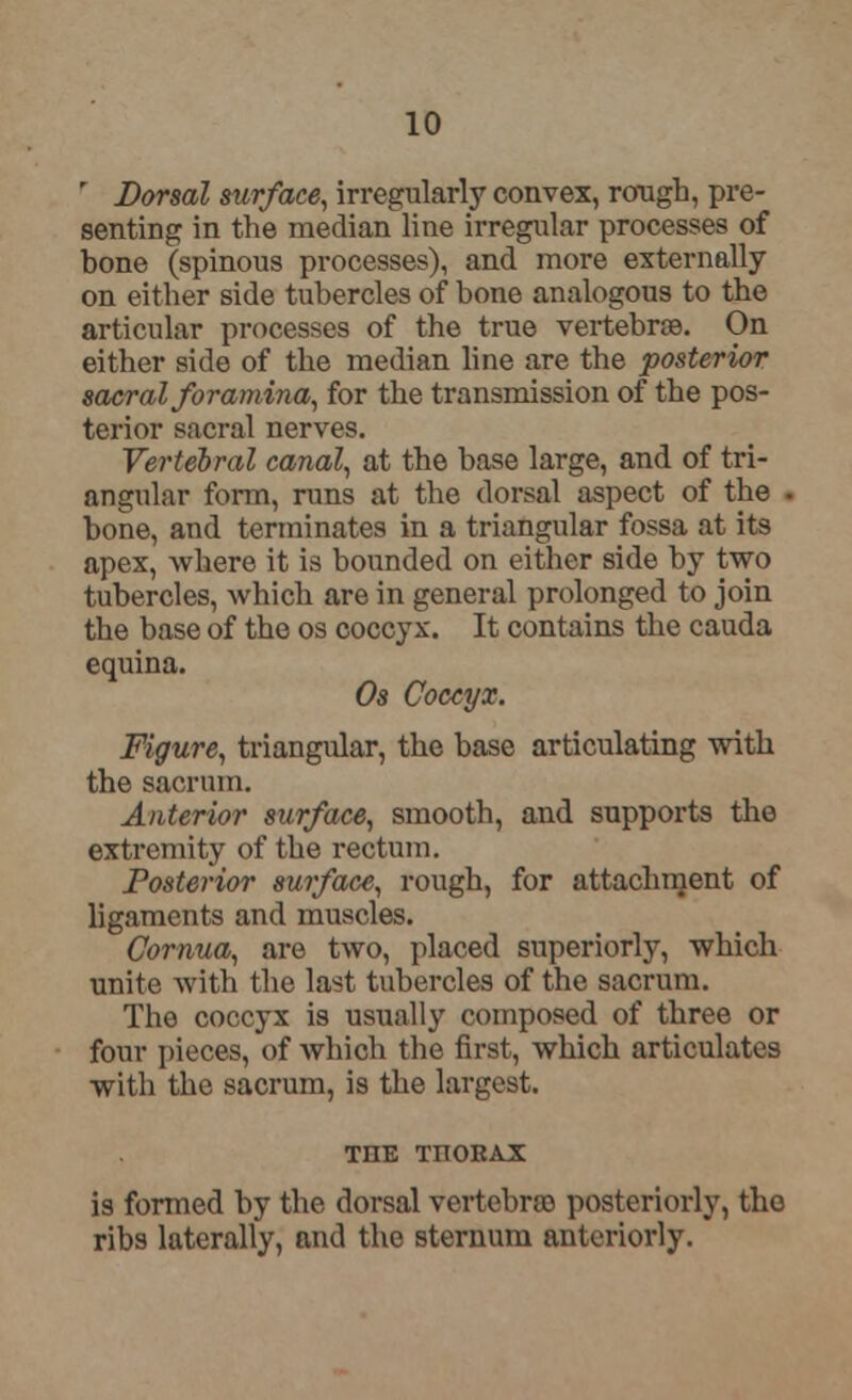 ' Dorsal surface, irregularly convex, rough, pre- senting in the median line irregular processes of bone (spinous processes), and more externally on either side tubercles of bone analogous to the articular processes of the true vertebrae. On either side of the median line are the posterior sacral foramina, for the transmission of the pos- terior sacral nerves. Vertebral canal, at the base large, and of tri- angular form, runs at the dorsal aspect of the . bone, and terminates in a triangidar fossa at its apex, where it is bounded on either side by two tubercles, which are in general prolonged to join the base of the os coccyx. It contains the cauda equina. Os Coccyx. Figure, triangular, the base articulating with the sacrum. Anterior surface, smooth, and supports the extremity of the rectum. Posterior surface, rough, for attachment of ligaments and muscles. Cornua, are two, placed superiorly, which unite with the last tubercles of the sacrum. The coccyx is usually composed of three or four pieces, of which the first, which articulates with the sacrum, is the largest. THE TnORAX is formed by the dorsal vertebra) posteriorly, the ribs laterally, and the sternum anteriorly.