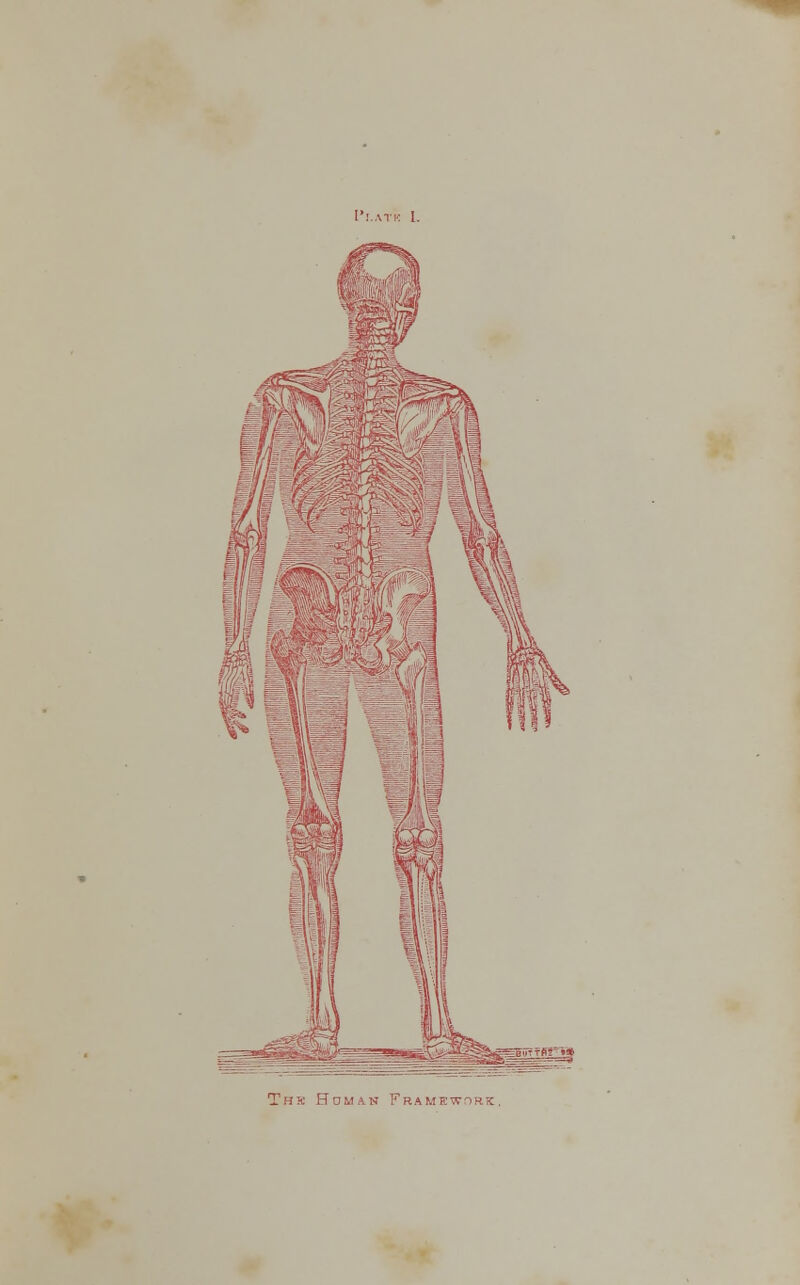 I'l.ATK 1. Thb Homan Framewirk