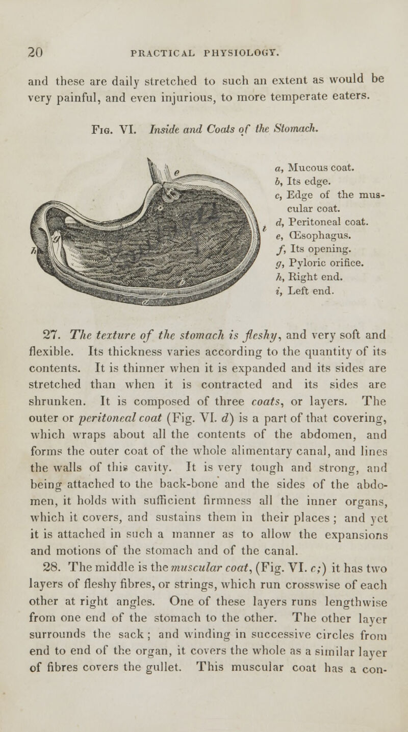 and these are daily stretched to such an extent as would be very painful, and even injurious, to more temperate eaters. Fig. VI. Inside and Coats of the Stomach. a, Mucous coat. b, Its edge. c, Edge of the mus- cular coat. d, Peritoneal coat. e, (Esophagus. f, Its opening. g, Pyloric orifice. h, Right end. i, Left end. 27. The texture of the stomach is fleshy, and very soft and flexible. Its thickness varies according to the quantity of its contents. It is thinner when it is expanded and its sides are stretched than when it is contracted and its sides are shrunken. It is composed of three coats, or layers. The outer or peritoneal coat (Fig. VI. d) is a part of that covering, which wraps about all the contents of the abdomen, and forms the outer coat of the whole alimentary canal, and lines the walls of this cavity. It is very tough and strong, and being attached to the back-bone and the sides of the abdo- men, it holds with sufficient firmness all the inner organs, which it covers, and sustains them in their places ; and yet it is attached in such a manner as to allow the expansions and motions of the stomach and of the canal. 28. The middle is the muscular coat, (Fig. VI. c;) it has two layers of fleshy fibres, or strings, which run crosswise of each other at right angles. One of these layers runs lengthwise from one end of the stomach to the other. The other layer surrounds the sack ; and winding in successive circles from end to end of the organ, it covers the whole as a similar laver of fibres covers the gullet. This muscular coat has a con-