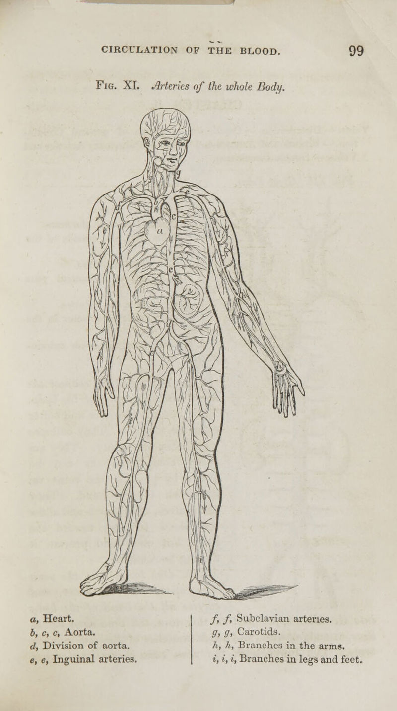 Fig. XI. Arteries of the whole Body. a, Heart. b, c, c, Aorta. d, Division of aorta. e, e, Inguinal arteries. /, /, Subclavian arteries. g, g, Carotids. h, h, Branches in the arms. i, i, i, Branches in legs and feet.