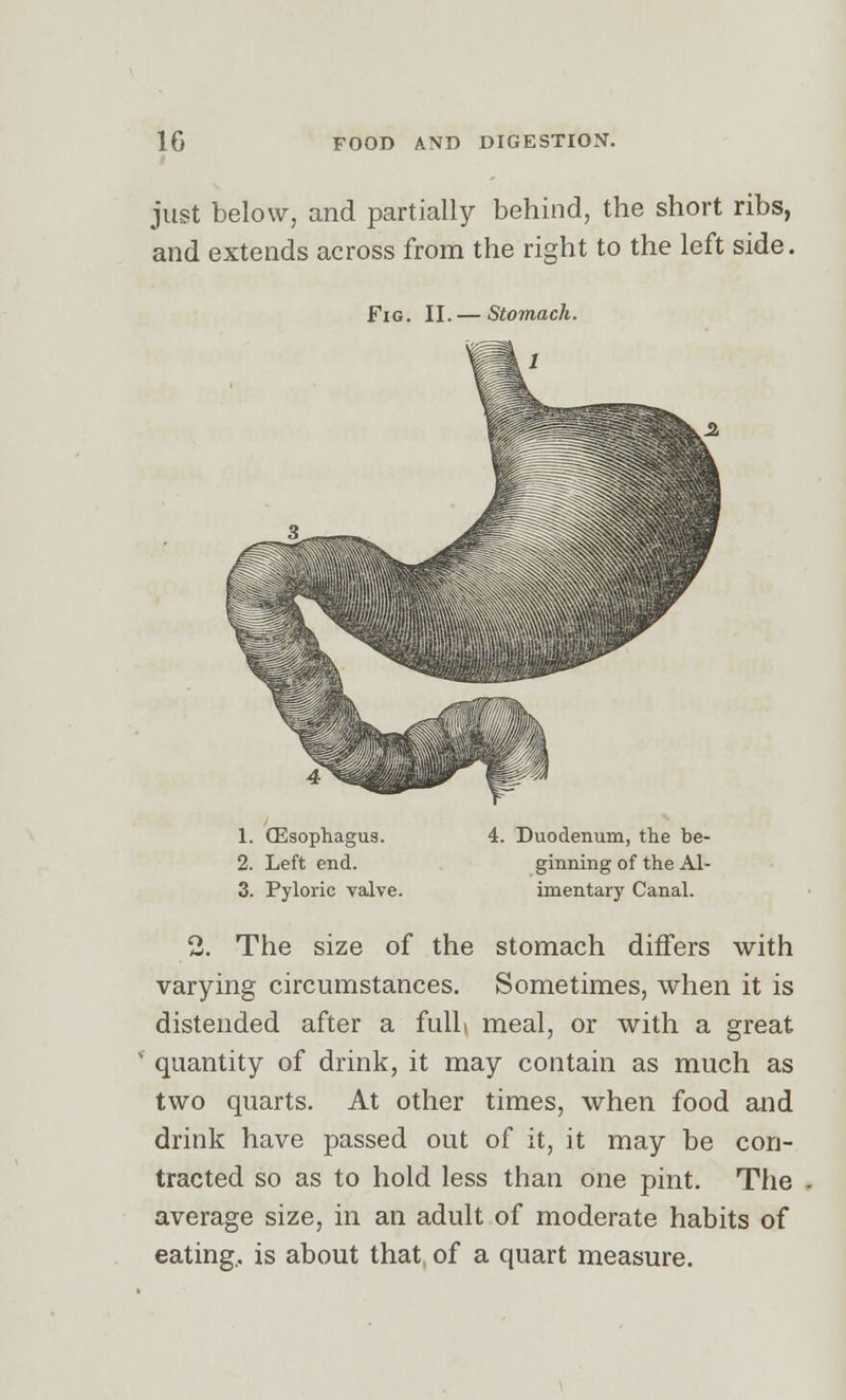 just below, and partially behind, the short ribs, and extends across from the right to the left side. Fig. II. — Stomach. 1. (Esophagus. 2. Left end. 3. Pyloric valve. 4. Duodenum, the be- ginning of the Al- imentary Canal. 2. The size of the stomach differs with varying circumstances. Sometimes, when it is distended after a fulli meal, or with a great quantity of drink, it may contain as much as two quarts. At other times, when food and drink have passed out of it, it may be con- tracted so as to hold less than one pint. The average size, in an adult of moderate habits of eating., is about that of a quart measure.