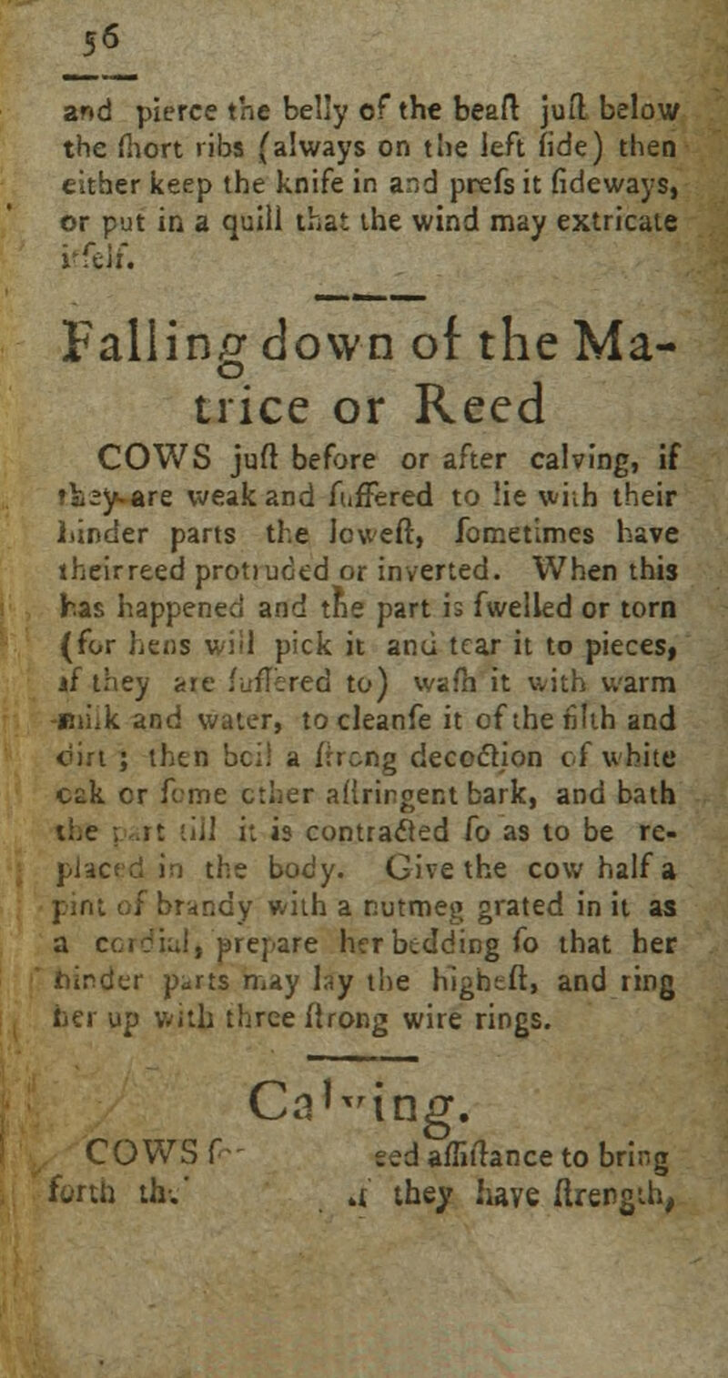 and pierce the belly of the beaft jufl below the fiiort ribs (always on the left fide) then either keep the knife in and prefs it tideways, or put in a quill that the wind may extricate rfeif. Falling down of the Ma- o trice or Reed COWS juft before or after calving, if ♦i^y-are weak and fuffered to lie with their hinder parts the loweft, fometlmes have theirreed protiuded or inverted. When this has happened and the part is fwelled or torn (for hens wiil pick it and tear it to pieces, if they are fuffered to) wafh it with warm -Biiik and water, to cleanfe it of the filth and dirt ; then bcil a ftrcng decoction of white cek cr feme ether aHrirgent bark, and bath the i it till it is contracted fo as to be re- placed in the body. Give the cow half a pint of brandy with a nutmeg grated in it as a cordial, prepare her bedding fo that her hinder p^rts may lay the hightft, and ring her up with three itrong wire rings. Casing. COWS f ted alTitlance to bring thV a they have ftrength,