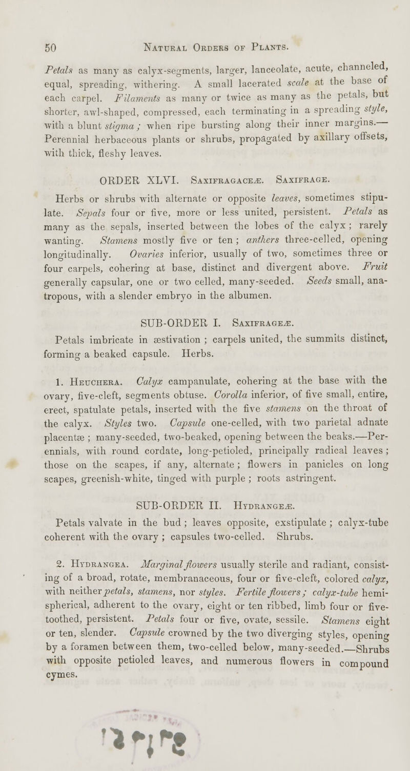 Petals as many as calyx-segments, larger, lanceolate, acute, channeled, equal, spreading, withering. A small lacerated scale at the base of each carpel. Filaments as many or twice as many as the petals, but shorter, awl-shaped, compressed, each terminating in a spreading style, with a blunt stigma ; when ripe bursting along their inner margins. Perennial herbaceous plants or shrubs, propagated by axillary offsets, with thick, fleshy leaves. ORDER XLVI. Saxifragaces. Saxifrage. Herbs or shrubs with alternate or opposite leaves, sometimes stipu- late. Sepals four or five, more or less united, persistent. Petals as many as the sepals, inserted between the lobes of the calyx ; rarely wanting. Stamens mostly five or ten ; anthers three-celled, opening longitudinally. Ovaries inferior, usually of two, sometimes three or four carpels, cohering at base, distinct and divergent above. Fruit generally capsular, one or two celled, many-seeded. Seeds small, ana- tropous, with a slender embryo in the albumen. SUB-ORDER I. Saxifrages. Petals imbricate in aestivation ; carpels united, the summits distinct, forming a beaked capsule. Herbs. 1. Heuchera. Calyx campanulate, cohering at the base with the ovary, five-cleft, segments obtuse. Corolla inferior, of five small, entire, erect, spatulate petals, inserted with the five stamens on the throat of the calyx. Styles two. Capsule one-celled, with two parietal adnate placentae ; many-seeded, two-beaked, opening between the beaks.—Per- ennials, with round cordate, long-petioled, principally radical leaves ; those on the scapes, if any, alternate; flowers in panicles on long scapes, greenish-white, tinged with purple ; roots astringent. SUB-ORDER II. Hydrangea. Petals valvate in the bud; leaves opposite, exstipulate ; calyx-tube coherent with the ovary ; capsules two-celled. Shrubs. 2. Hydrangea. Marginal flowers usually sterile and radiant, consist- ing of a broad, rotate, membranaceous, four or five-cleft, colored calyx, with neither petals, stamens, nor styles. Fertile flowers; calyx-tube hemi- spherical, adherent to the ovary, eight or ten ribbed, limb four or five- toothed, persistent. Petals four or five, ovate, sessile. Stamens eight or ten, slender. Capsule crowned by the two diverging styles, opening by a foramen between them, two-celled below, many-seeded. Shrubs with opposite petioled leaves, and numerous flowers in compound cymes. **n