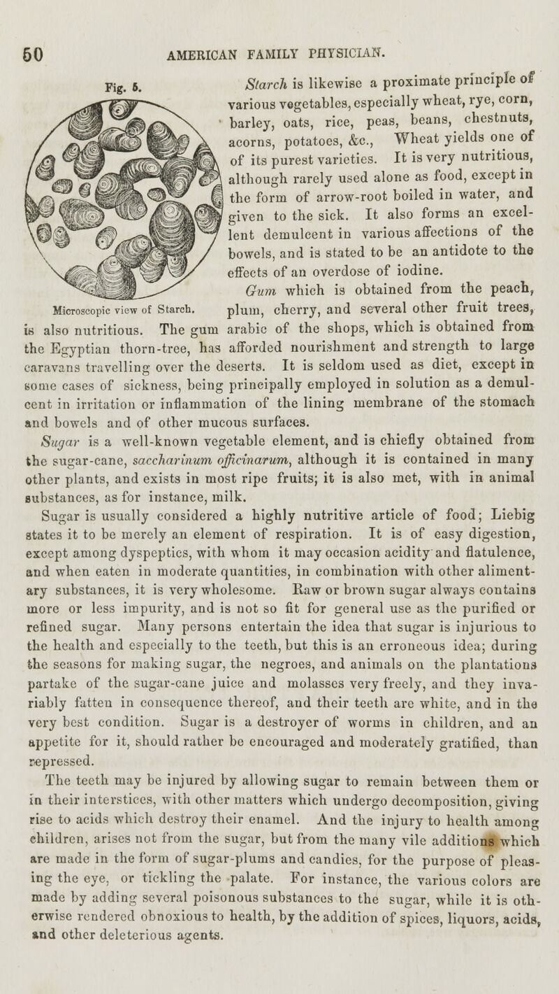 Microscopic view of Starch. is also nutritious. The gum 60 AMERICAN FAMILY PHYSICIAN. Starch is likewise a proximate principle of various vegetables, especially wheat, rye, corn, barley, oats, rice, peas, beans, chestnuts, acorns, potatoes, &c, Wheat yields one of of its purest varieties. It is very nutritious, although rarely used alone as food, except in the form of arrow-root boiled in water, and given to the sick. It also forms an excel- lent demulcent in various affections of the bowels, and is stated to be an antidote to the effects of an overdose of iodine. Gum which is obtained from the peach, plum, cherry, and several other fruit trees, arabic of the shops, which is obtained from the Egyptian thorn-tree, has afforded nourishment and strength to large caravans travelling over the deserts. It is seldom used as diet, except in some cases of sickness, being principally employed in solution as a demul- cent in irritation or inflammation of the lining membrane of the stomach and bowels and of other mucous surfaces. Sugar is a well-known vegetable element, and is chiefly obtained from the sugar-cane, saccharinum officinarum, although it is contained in many other plants, and exists in most ripe fruits; it is also met, with in animal substances, as for instance, milk. Sugar is usually considered a highly nutritive article of food; Liebig states it to be merely an element of respiration. It is of easy digestion, except among dyspeptics, with whom it may occasion acidity and flatulence, and when eaten in moderate quantities, in combination with other aliment- ary substances, it is very wholesome. Raw or brown sugar always contains more or less impurity, and is not so fit for general use as the purified or refined sugar. Many persons entertain the idea that sugar is injurious to the health and especially to the teeth, but this is an erroneous idea; during the seasons for making sugar, the negroes, and animals on the plantations partake of the sugar-cane juice and molasses very freely, and they inva- riably fatten in consequence thereof, and their teeth are white, and in the very best condition. Sugar is a destroyer of worms in children, and an appetite for it, should rather be encouraged and moderately gratified, than repressed. The teeth may be injured by allowing sugar to remain between them or in their interstices, with other matters which undergo decomposition, giving rise to acids which destroy their enamel. And the injury to health among ehiklren, arises not from the sugar, but from the many vile additions which are made in the form of sugar-plums and candies, for the purpose of pleas- ing the eye, or tickling the -palate. For instance, the various colors are made by adding several poisonous substances to the sugar, while it is oth- erwise rendered obnoxious to health, by the addition of spices, liquors, acids, and other deleterious agents.